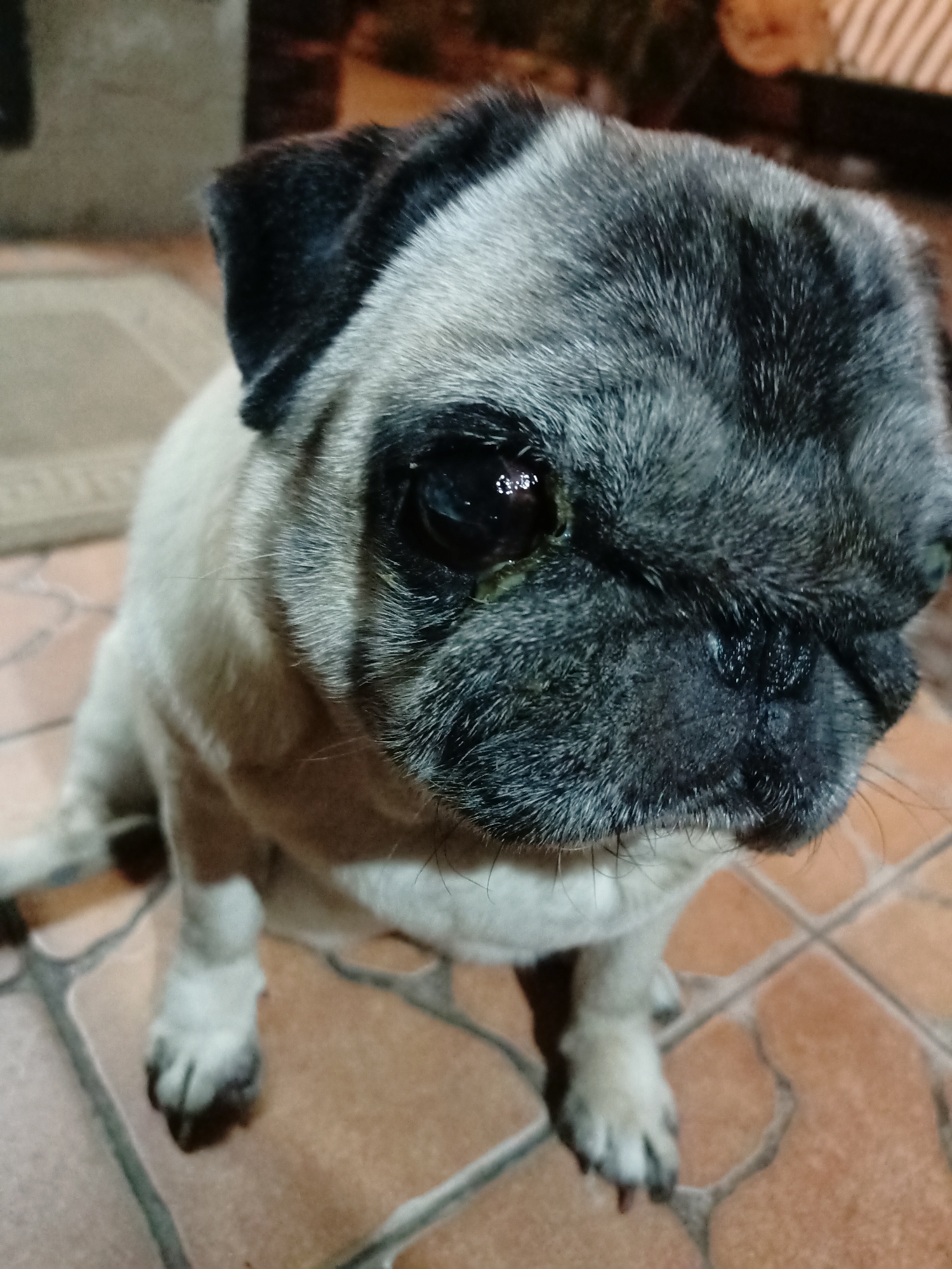 A close-up, eye-level, slightly angled shot shows a fawn-colored pug dog sitting on a terracotta tile floor. The pug's face, predominantly black and gray fur, is in focus, with its dark, round eye visible. The dog appears to be indoors, with a blurred background suggesting a dimly lit interior. There is no indication of the city of Almaty, Kazakhstan, or any other specific location. The image does not contain any people or depict any actions or interactions.