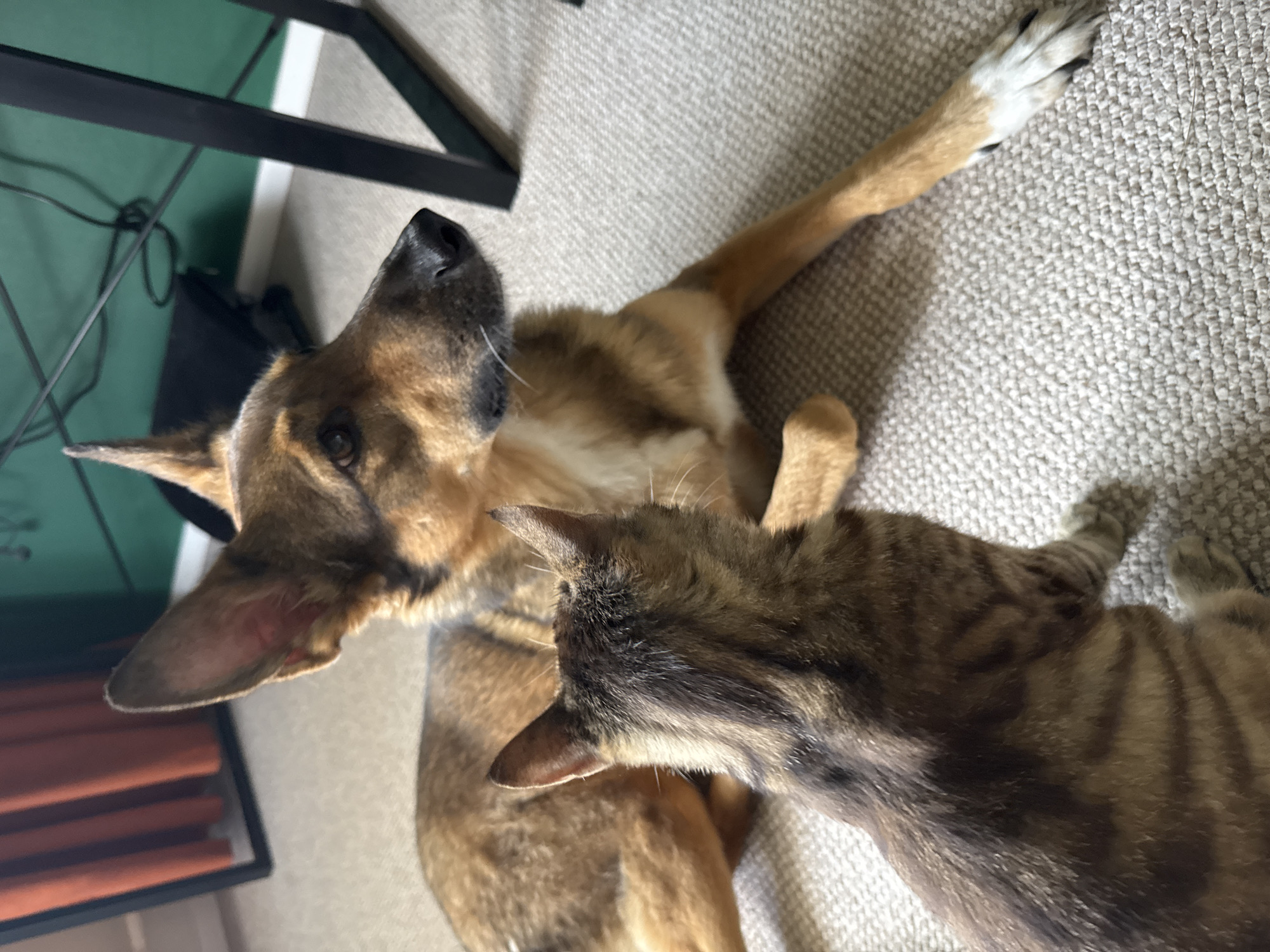 In a room with a carpeted floor and green walls, a German Shepherd dog lies down, looking to the right. Its fur is brown and tan, with white markings on its paws. A tabby cat sits facing the dog, looking at its head. The cat has brown and black stripes on its fur. In the background, a metal desk is visible, along with a black object and orange curtains. The lighting is natural, coming from an unseen source. The scene suggests a domestic setting, possibly a living room or office. There is no indication of the location being in Bila Tserkva, Ukraine.