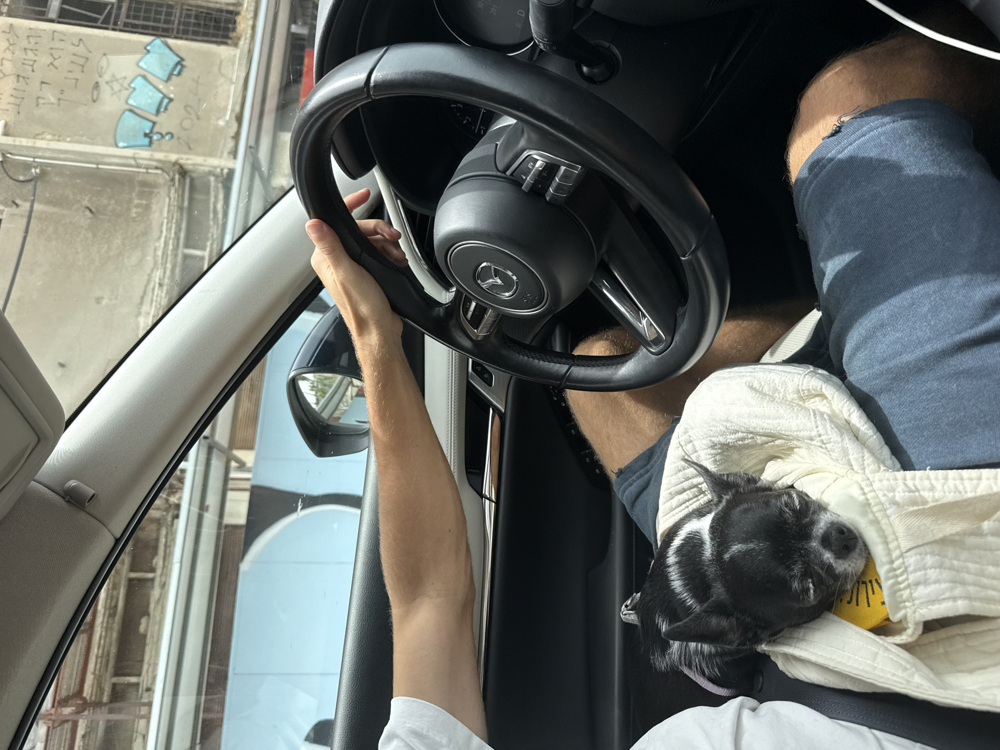 The image shows the interior of a car, likely in Tel Aviv, Israel. The driver, a male, is holding the steering wheel. He is wearing a white shirt and blue shorts. A small, black and white dog is resting in his lap, wrapped in a white cloth. Through the car window, a building with graffiti in Hebrew is visible. The car appears to be a Mercedes, based on the steering wheel logo.