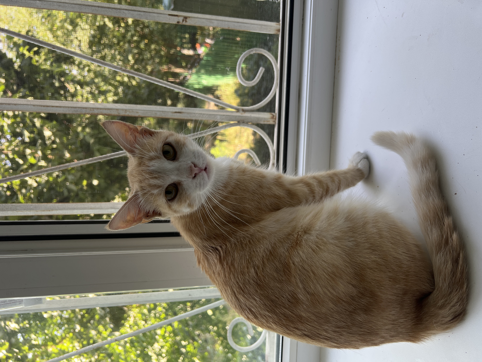 A light orange and white cat sits on a white windowsill. The cat is facing forward and looking at the camera. Its fur is short and its tail is curled around its body. Behind the cat, there is a window with a screen and a decorative metal grate. Through the window, trees and foliage are visible. The scene appears to be in an outdoor setting, possibly a residential area. The location is specified as Pervomaiskii, Russia.