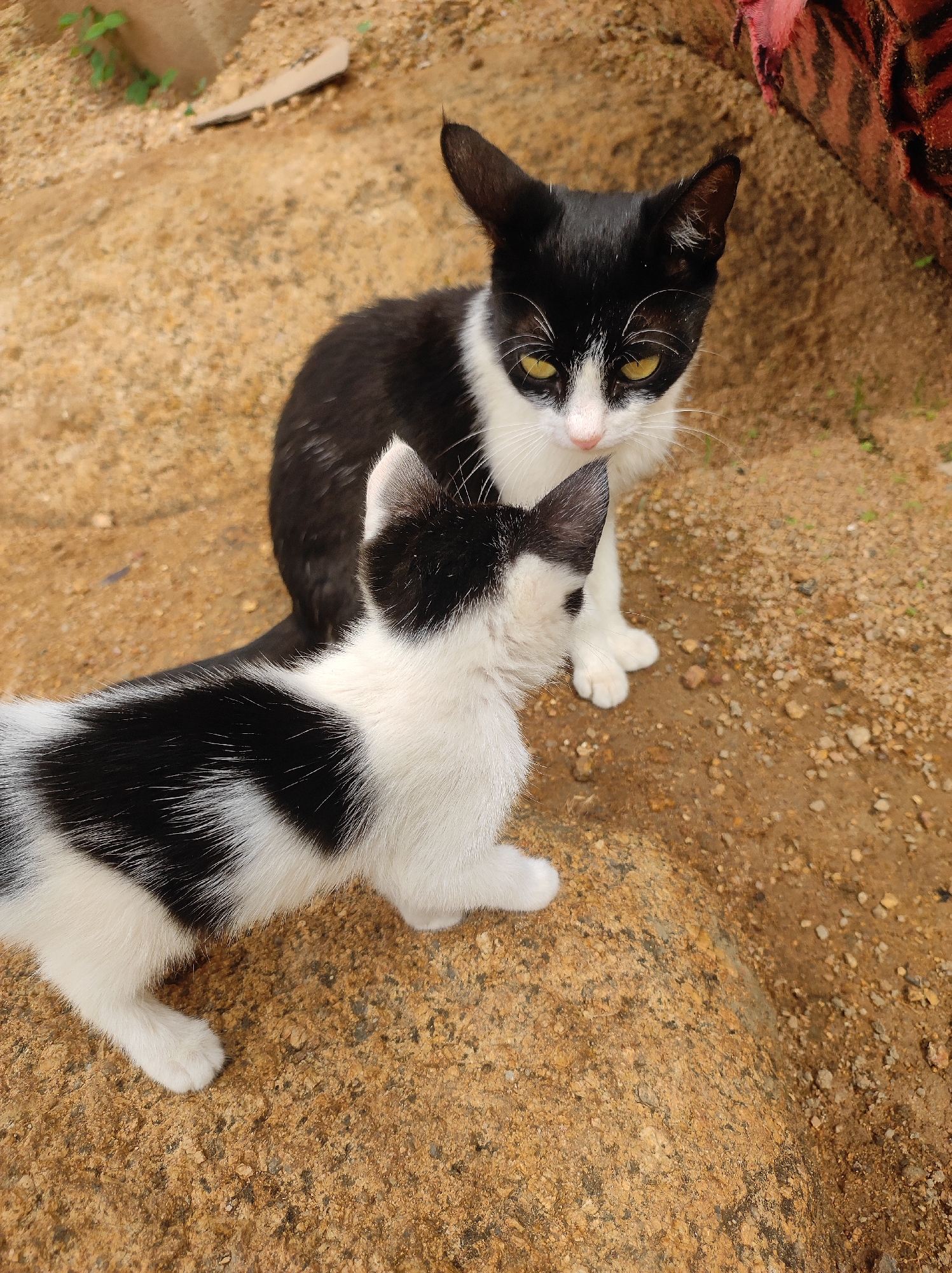 Two black and white cats are in an outdoor area in Jos, Nigeria. The older cat stands facing the camera with piercing yellow eyes and is framed by the smaller, younger cat. The environment appears to be a dirt and gravel surface.