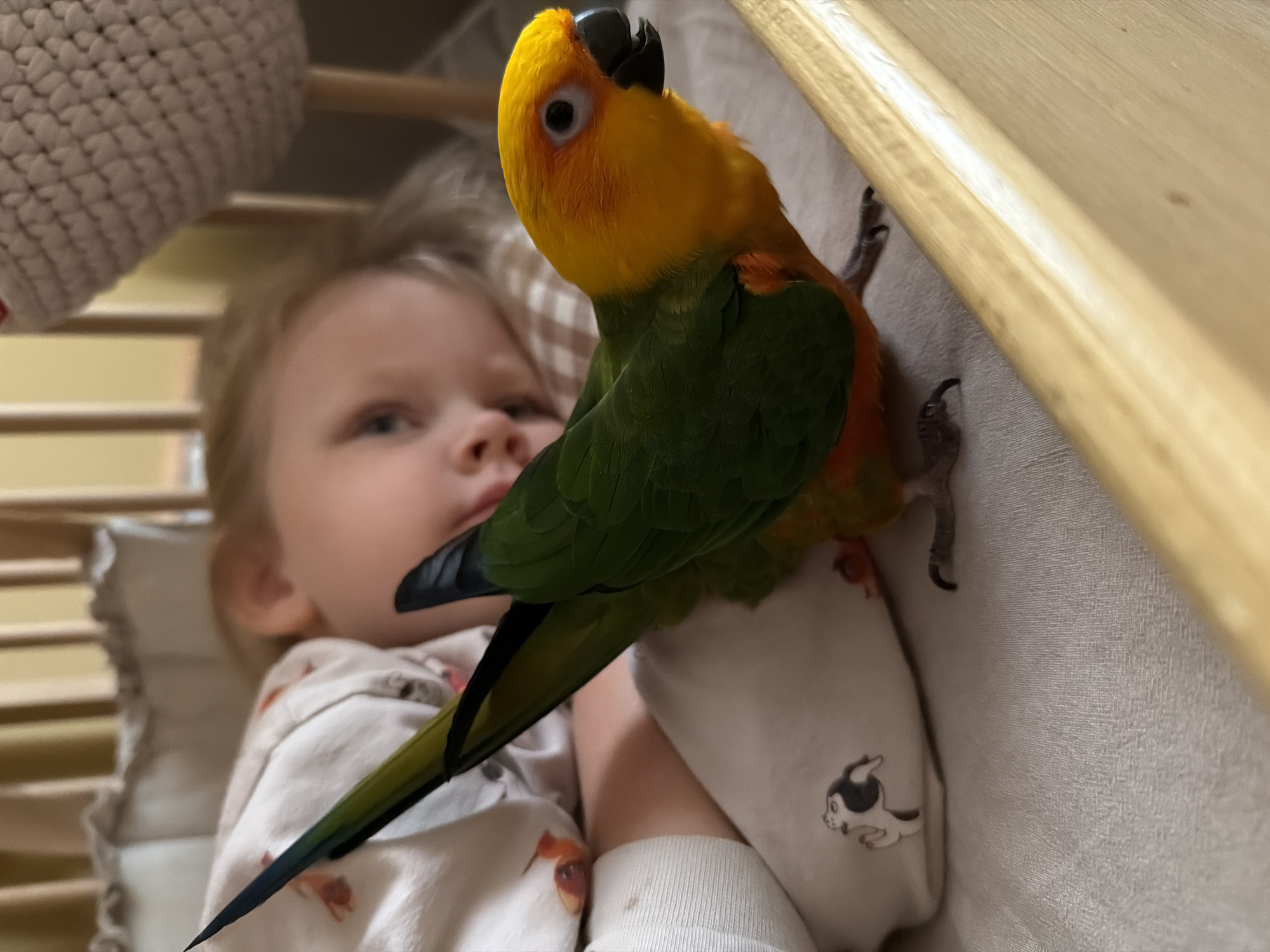 A medium-shot depicts a young child and a Jenday Conure bird. The child, with blonde hair, is lying down in a crib. A Conure, primarily yellow and green, is standing on the child's arm. The background includes the crib's bars and bedding, plus a toy at the upper left. No information is available in the image that identifies the location as Khimki, Russia.