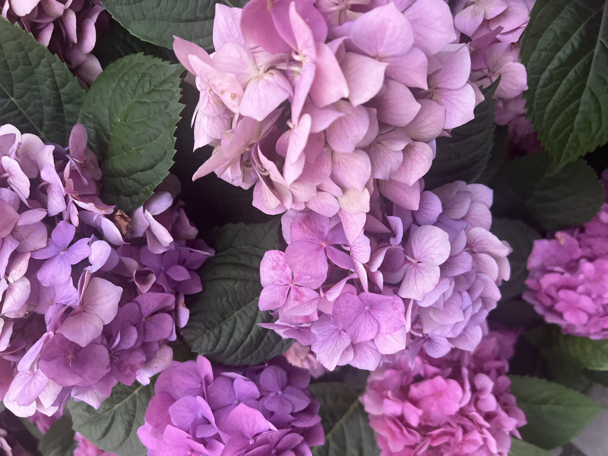 The image shows a close-up view of several large hydrangea flower clusters in varying shades of pink and purple, interspersed with dark green hydrangea leaves. The flowers are densely packed, with individual petals clearly visible, some appearing slightly faded. The lighting suggests an outdoor setting, likely in a garden or park. The provided context indicates this scene is located in the city of Kryzhanivka, Ukraine. There are no people or specific actions depicted in the image.