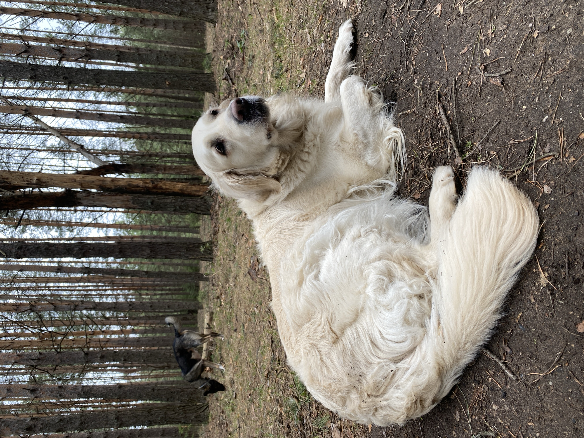 The image is presented in a portrait orientation, rotated 90 degrees clockwise, depicting two dogs in a coniferous forest in Chaikovsky, Russia. In the foreground, a large, cream-colored Golden Retriever lies on its left side on a dirt path, which is covered with fallen leaves and pine needles. Its head is raised, and it looks directly at the viewer with a calm and curious expression. The dog's thick, wavy fur is visible, with hints of dirt on its coat. Its front paws are tucked in, and its back legs are stretched out.
In the background, partially obscured by the numerous straight, dark tree trunks, another dog, dark-colored (likely black and tan), stands among the trees. The forest floor consists of dark soil, sparse grass, and fallen foliage. The tall, thin tree trunks extend vertically towards a bright, possibly overcast sky, indicating a daytime scene with soft, diffused natural light. No text is visible in the image.