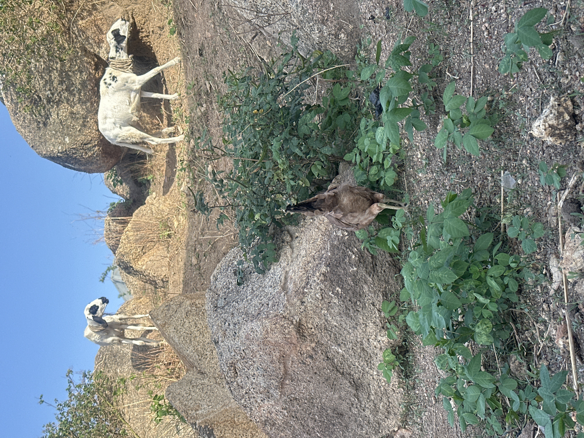 Two goats stand on rocks in an outdoor scene, with a chicken positioned near greenery. The goats are white with black markings. The chicken is brown. The setting is outdoors and appears to be near a rocky area, possibly in Jos, Nigeria.