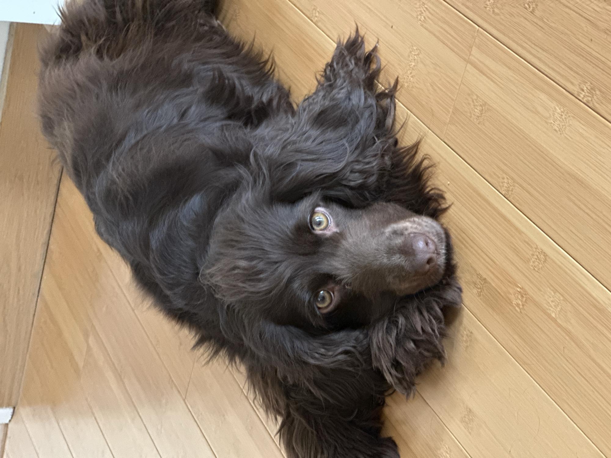 In a location within the city of Wealden, United Kingdom, a dark brown, long-haired dog is depicted lying prone on a light-colored bamboo floor. The dog's head is positioned centrally, resting on its forepaws, with its dark snout visible. Its light brown eyes, with clearly defined pupils, are directed towards the observer. The dog's wavy, dark fur covers its body and extends to its long ears, which rest flat on the floor surface. The immediate environment consists of horizontal bamboo floorboards. A segment of a white baseboard or door frame is visible in the upper right background. No other subjects, objects, or interactions are present in the scene.