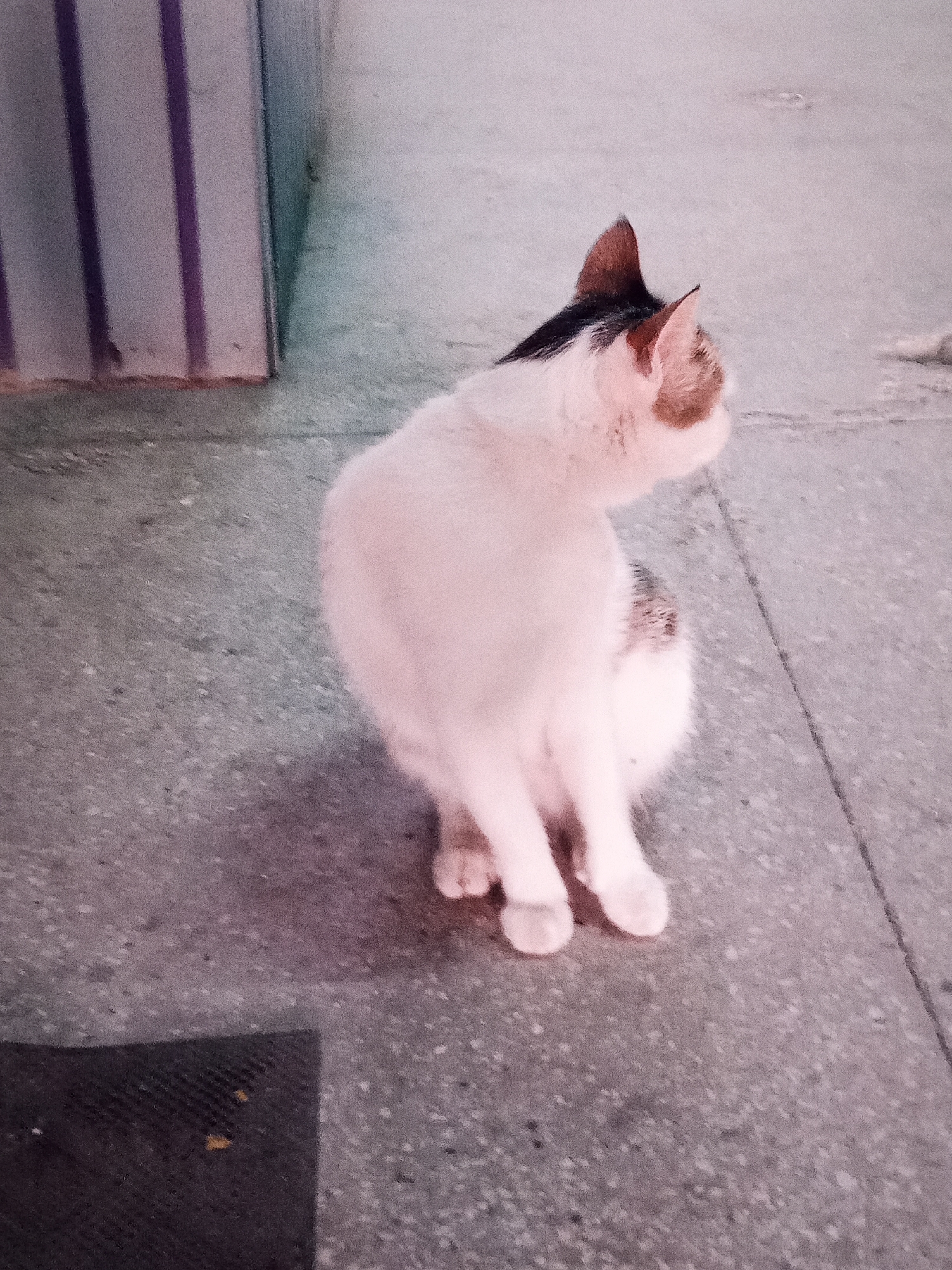 A calico cat with white, black, and brown markings is sitting on a speckled grey concrete surface. The cat is facing away from the camera, looking to the right. Its body is mostly white, with patches of brown on its head and tail, and some black on its ears and back. The concrete floor appears to be part of a public outdoor space, possibly a sidewalk or courtyard, with a portion of a wall with vertical purple stripes visible in the background on the left. There is also a dark rectangular object on the floor in the lower left corner. The lighting is somewhat dim, suggesting it might be overcast or late in the day. The location is identified as Chișinău, Moldova.