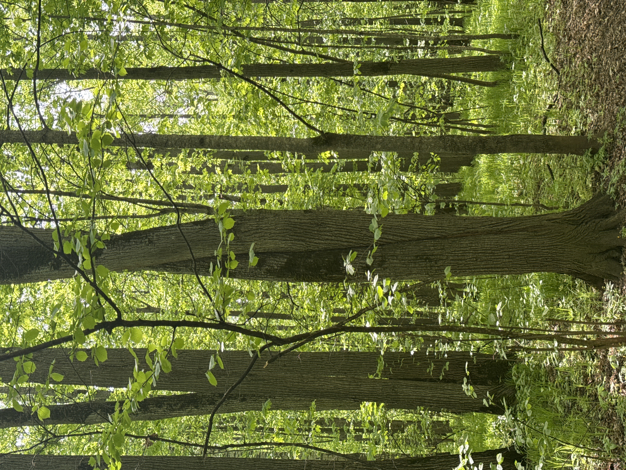 The image shows a dense forest scene. The tree trunks are oriented vertically and fill the majority of the frame. Bright green leaves cover the branches, creating a canopy overhead that filters sunlight, illuminating the vegetation on the forest floor. A pathway covered in leaves is visible along the right side of the frame, suggesting a walking trail. The location is likely within the city of Kazan, Russia, but there is no specific information that determines its position.