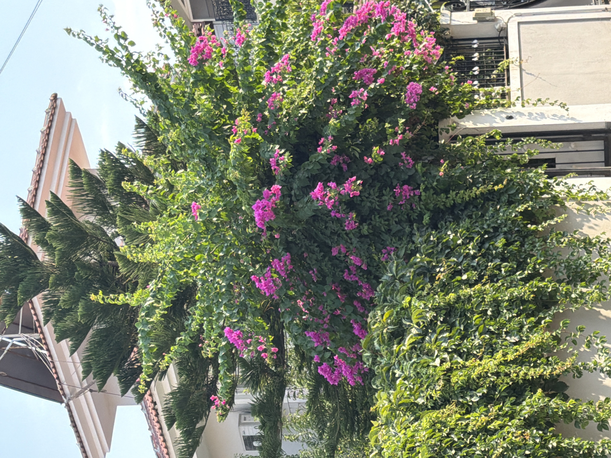 This is a photograph taken outdoors in Marmaris, Turkey, under a clear blue sky. The image features a large, lush green bush with vibrant pink bougainvillea flowers cascading down its branches. Behind the flowering bush, the top of a modern building with a red-tiled roof and white exterior is visible. A portion of a dark green evergreen tree, possibly a Norfolk Island pine, is also seen peeking out from behind the bougainvillea. The lower part of the image shows a white wall, a section of a black metal gate with an ornate design, and more green foliage, some of which is hanging down like vines. The overall scene depicts a well-maintained garden or yard area, typical of residential properties in the Mediterranean region. There are no people or animals visible in the frame.
