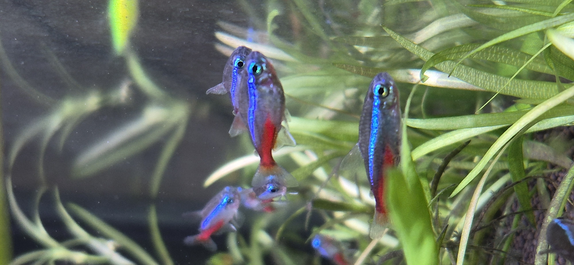 In this media file, a school of neon tetras swims amongst aquatic plants. The fish are small and slender, with distinctive iridescent blue stripes running horizontally along their bodies, bordered by a vibrant red stripe. Their eyes are bright and appear to be a light blue or green. The plants are lush and green, with long, thin leaves that create a natural, submerged environment. The water is clear, allowing for a good view of the fish and plants. The lighting suggests an indoor aquarium setting, likely illuminated by artificial aquarium lights, as there are hints of colorful reflections from the aquarium light source on the upper left side of the image. The background is dark and slightly blurred, putting the focus on the foreground activity of the fish. There is no visible text in the media file. The scene evokes a sense of calm and natural beauty, showcasing the vibrant colors and graceful movement of these small aquatic creatures in their habitat.