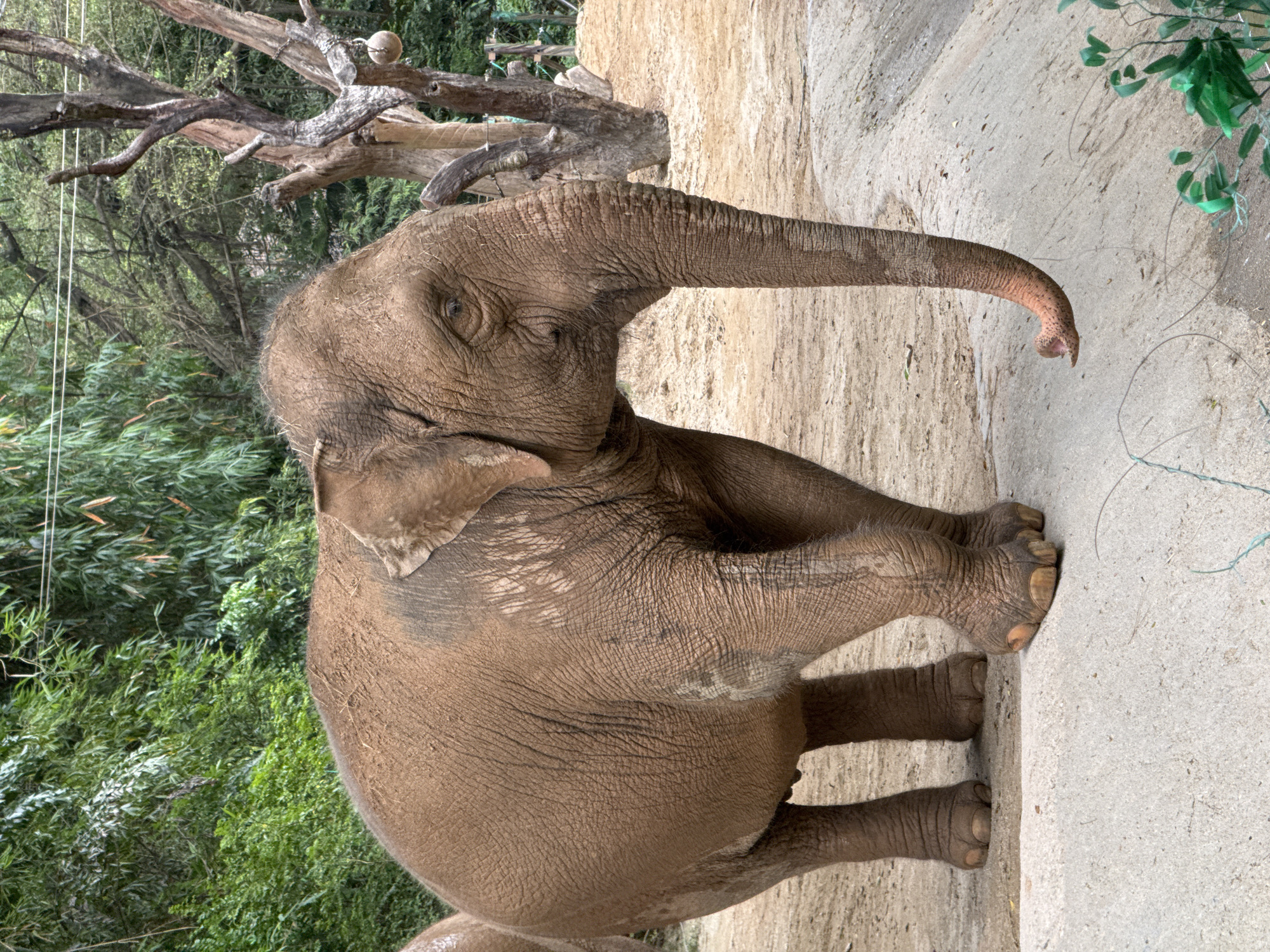 The image shows an Asian elephant standing in an enclosure. The elephant is grayish-brown in color and has wrinkled skin. It stands on concrete. Behind the elephant is a dirt wall and green foliage. Based on geolocation data, the image was likely taken in the Panyu District, China. There are a few dead tree limbs in the background, with a sphere hanging above.