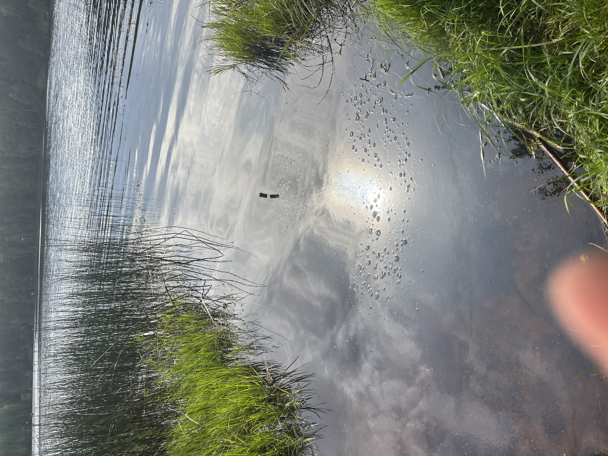 The image shows a serene natural scene at the edge of a lake in Pillapalu, Estonia. Tall, slender reeds line the left bank of the water, with vibrant green grass growing in clusters around them and in the foreground. The lake's surface is calm, reflecting the sky, clouds, and the sun, which creates a shimmering halo of light. Small bubbles are visible on the water's surface, particularly near the center and right of the image. A thin, dark stick or piece of debris floats in the water towards the upper left quadrant. In the lower left corner, a blurred portion of a person's finger is visible, suggesting that the photograph was taken by someone present at the location. The background features a dense line of trees, indicating a forested landscape surrounding the lake.