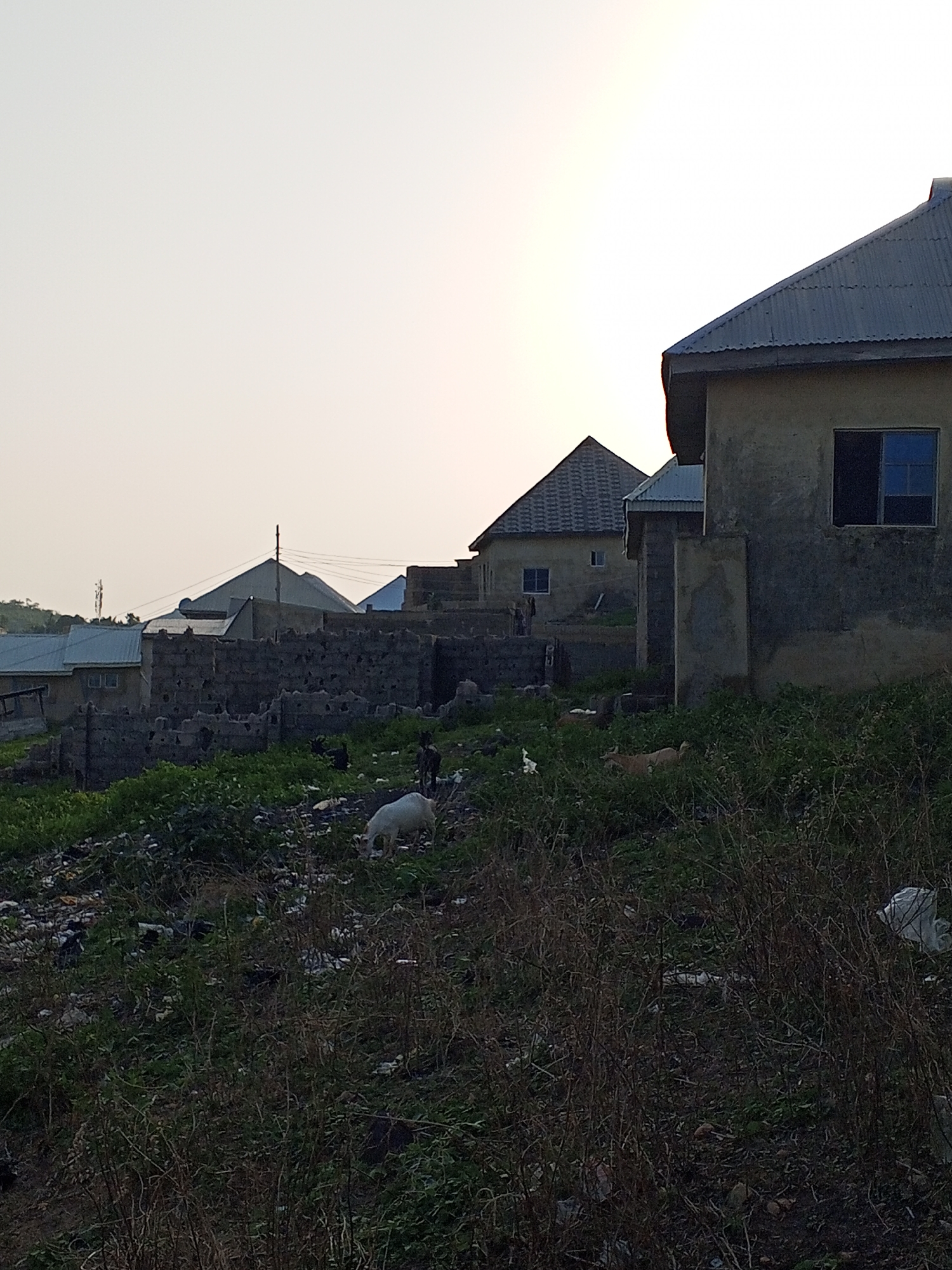 The image shows a residential area in Lokoja, Nigeria. Several buildings with corrugated metal roofs are visible, some partially constructed. A low concrete block wall runs across the middle ground. The foreground is overgrown with vegetation and scattered litter. Several goats are grazing in the vegetation. The sky is overcast. No people are visible.