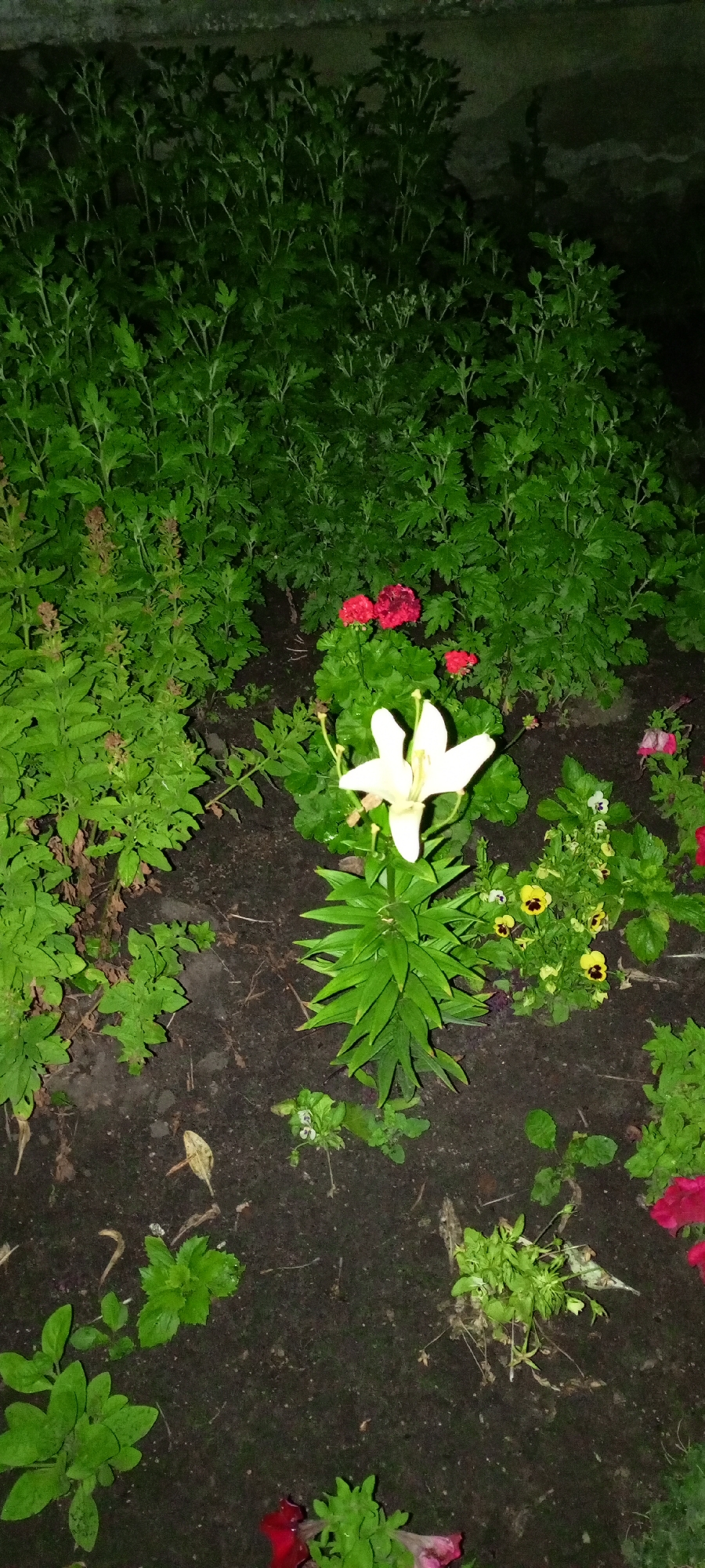 The image depicts a close-up, low-angle view of a garden bed at night. The focus is on a single white lily bloom in the center, surrounded by lush green foliage. Various other plants, including small yellow pansies and some red flowers, are also visible. The ground is dark soil, with some fallen leaves scattered about. The background is dominated by dense, dark green bushes and a textured, dark surface that could be a wall or a fence. The lighting suggests artificial illumination, likely a flash from a camera, casting shadows and highlighting the texture of the plants. No people or animals are present in the frame. The scene appears to be a residential garden. The presence of common garden plants does not provide specific clues to its exact location within Kirsanov, Russia.