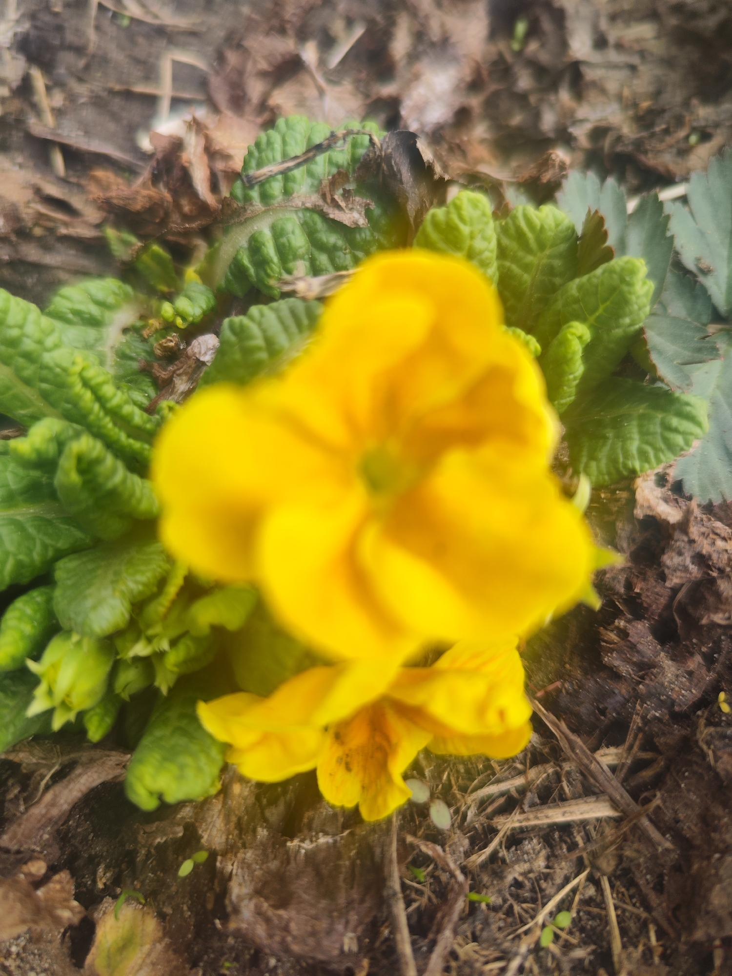 A blurry close-up of a yellow flower in a garden. The flower is surrounded by green leaves and brown mulch. Location is unknown, including if it's in Chaikovsky, Russia.