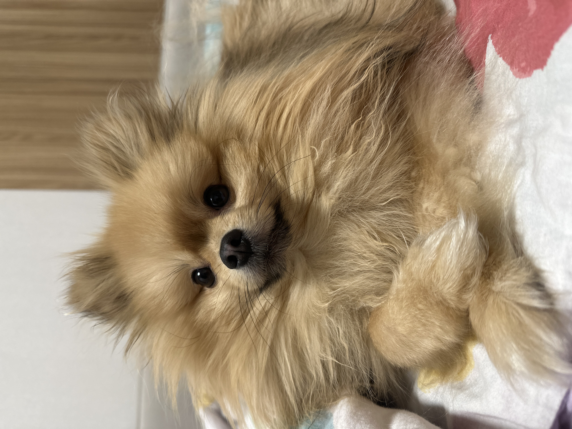 A close-up shot depicts a tan-colored, long-haired Pomeranian dog lying on a patterned surface. The dog's face is prominently visible, with black eyes, a black nose, and long whiskers. The dog's fur appears soft and fluffy. The background includes a white surface with faint patterns in pastel colors, and a portion of a wooden surface is visible on the left. The location is not apparent in the image.