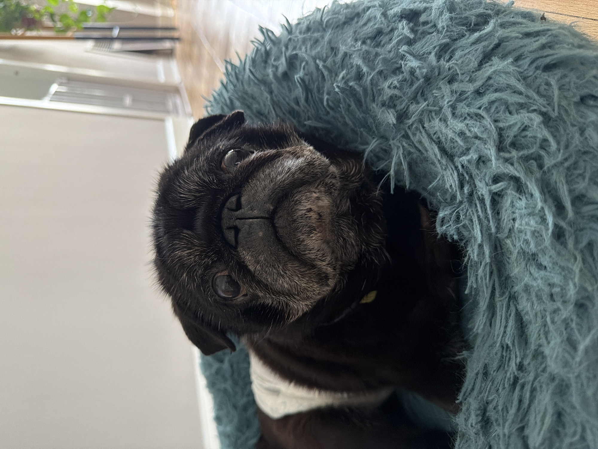 A close-up shot depicts a black pug resting in a fluffy, teal-colored dog bed. The pug has a wrinkled face with graying fur around its muzzle and eyes. The image is taken indoors, with hints of a wooden floor, white walls, and a glimpse of a plant in the background. The overall tone is cozy and relaxed. It is not possible to determine if this image was taken in Los Angeles, United States of America from the image alone.