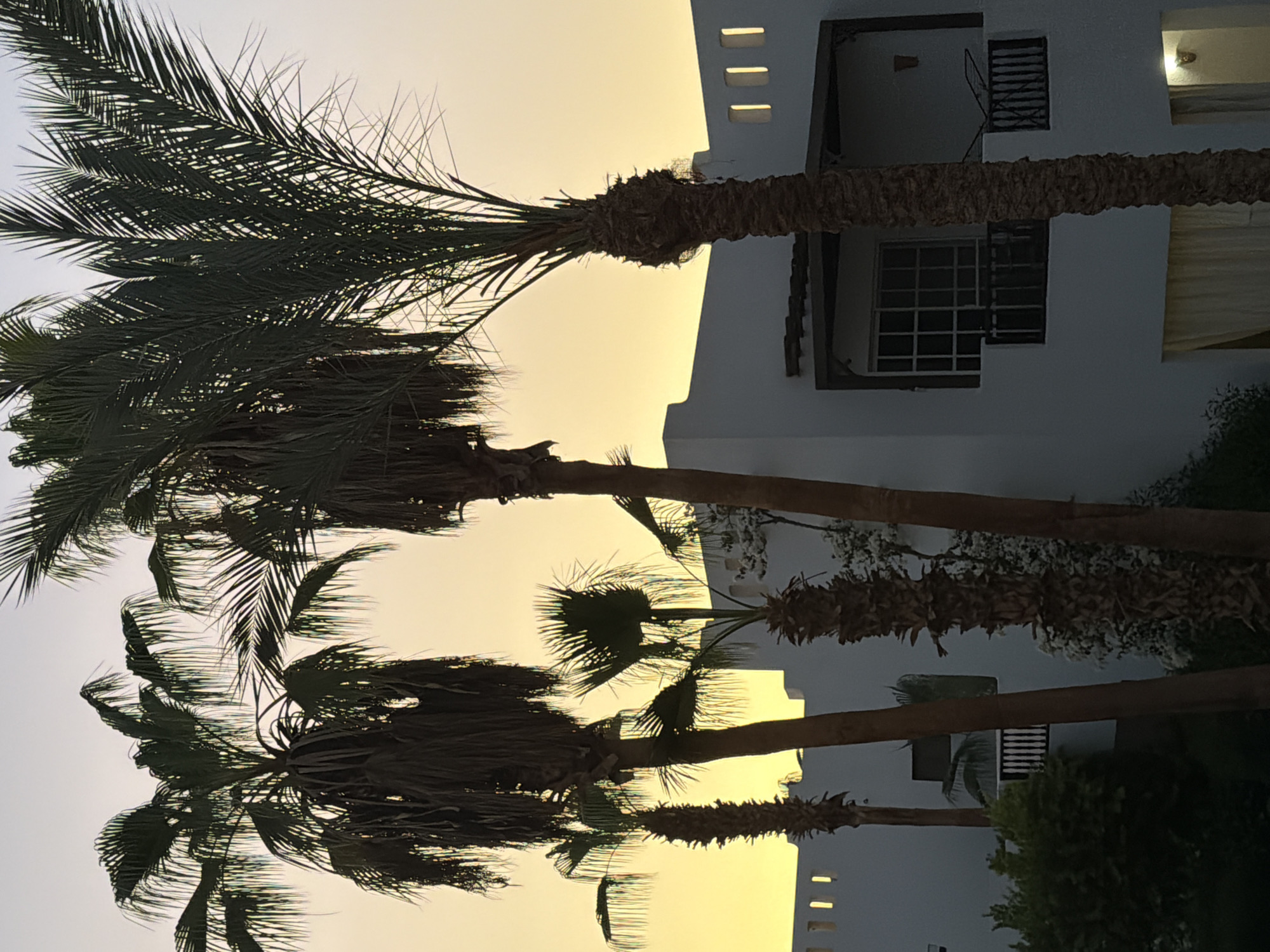 In Sharm El Sheikh, Egypt, at dusk, a building with white walls and a dark roof is visible behind several palm trees. The sky is a gradient of yellow and light orange. The building features a balcony with a railing and a large window with a grid pattern. The palm trees are tall and slender with green fronds. The image is taken from a low angle, looking up towards the sky.