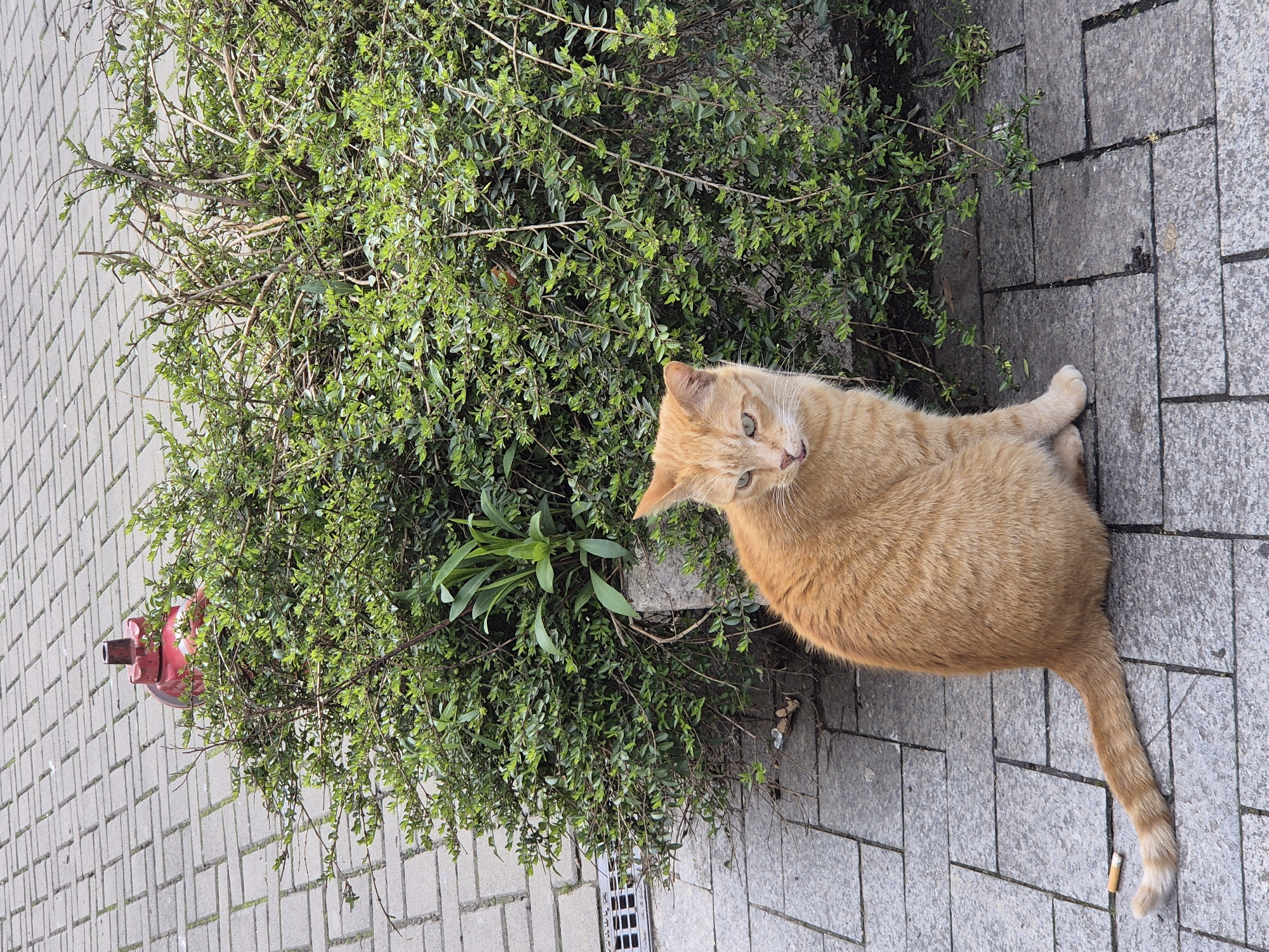 A medium-sized, ginger cat with green eyes lies on gray paving stones near a green bush. The bush has a red fire hydrant partially obscured within its branches. The pavement is patterned with rectangular blocks. A cigarette butt is visible near the cat's tail. The location appears to be an urban area in Varna, Bulgaria.