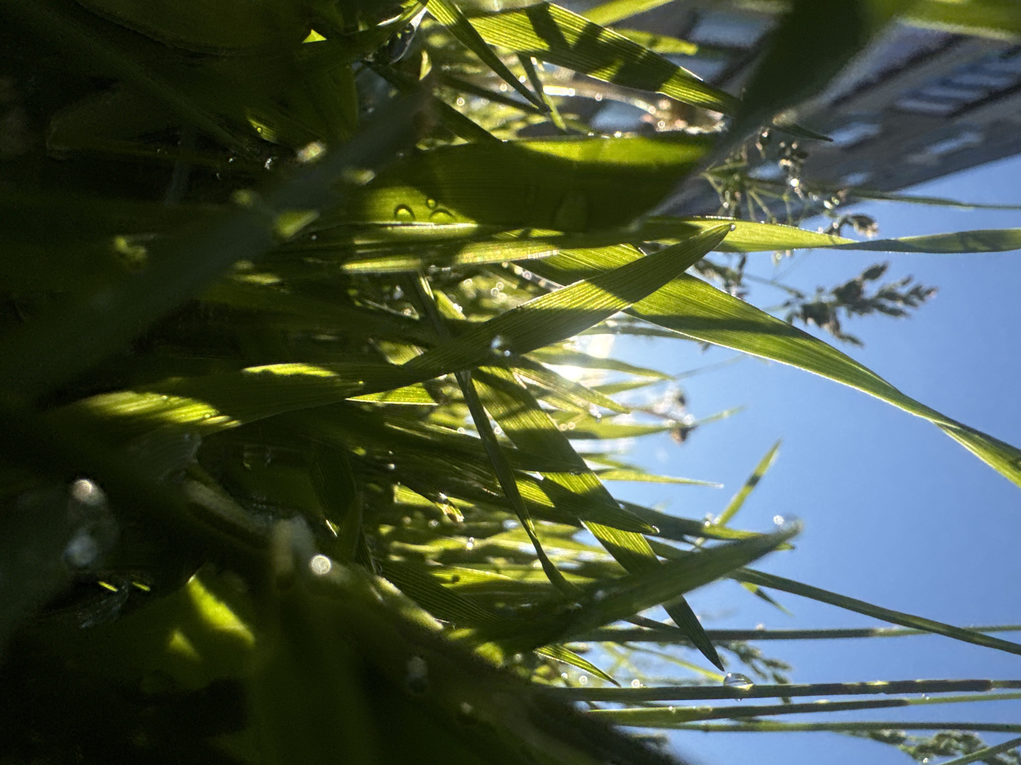This close-up, low-angle shot captures blades of green grass against a bright blue sky. Several blades of grass are sharply in focus, illuminated by the sun and revealing dew drops. In the background, a blurred, dark-colored building with visible windows is partially visible. The scene appears to be an outdoor urban environment, possibly a park or a residential area. The lighting suggests it is daytime, likely morning or late afternoon due to the angle of the sun. There are no people or animals visible in the image.