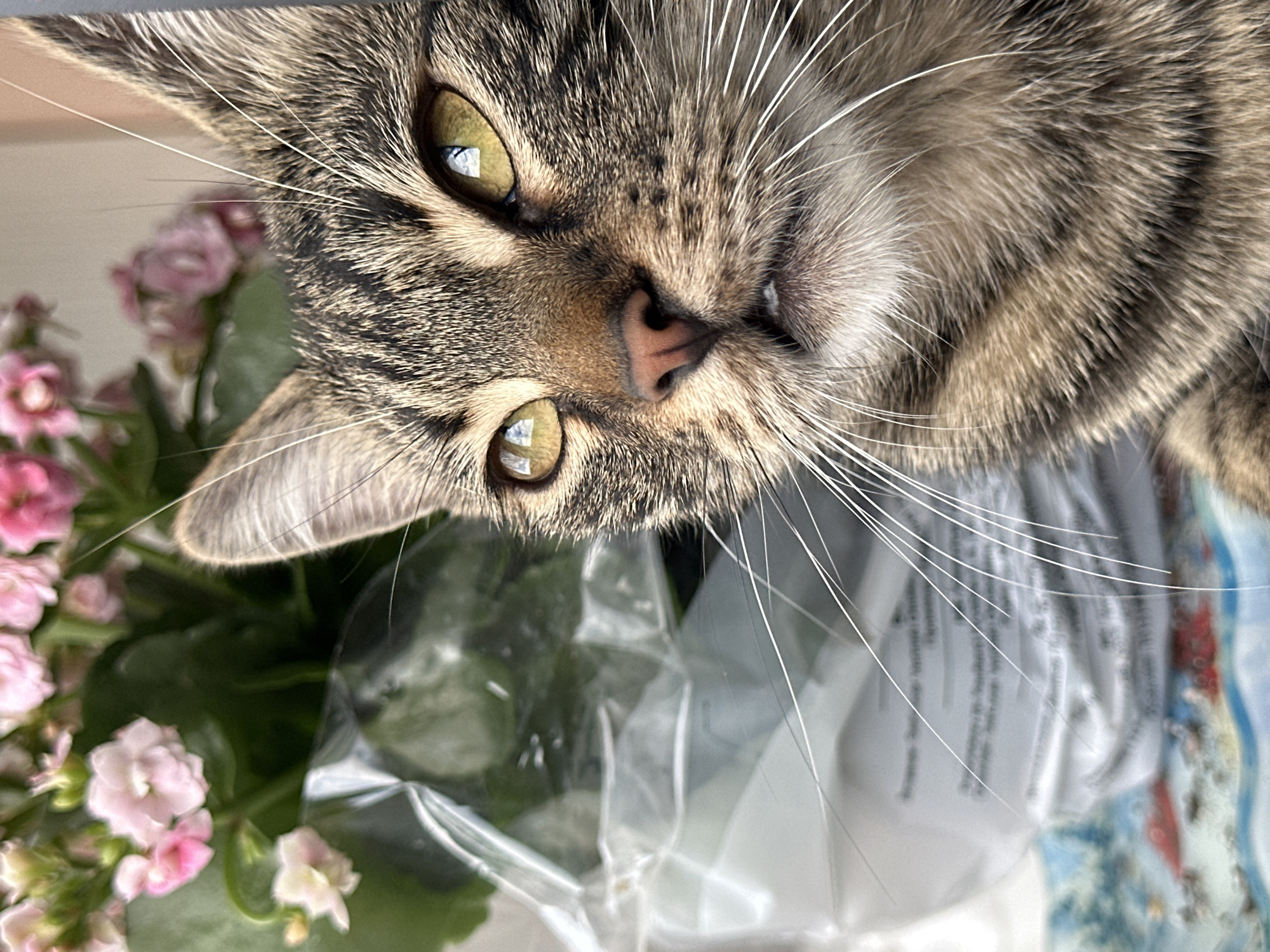 A close-up, slightly angled shot captures the face of a tabby cat positioned in front of a potted plant with small pink and white flowers. The cat's head is partially obscured on the left by a clear plastic wrap covering the plant. The cat's fur displays a pattern of brown, black, and tan stripes. Its ears are alert, and its green eyes are focused to the right of the frame. The cat's mouth is slightly open, revealing a glimpse of its teeth and a hint of tongue. Long white whiskers extend outwards from its muzzle. The background is blurred, showing the plant and a surface with a colorful pattern, possibly a tablecloth or placemat, with blues, reds, and whites. The lighting suggests an indoor environment near a window. There is no identifiable urban context or information indicating a location in Sofia, Bulgaria.