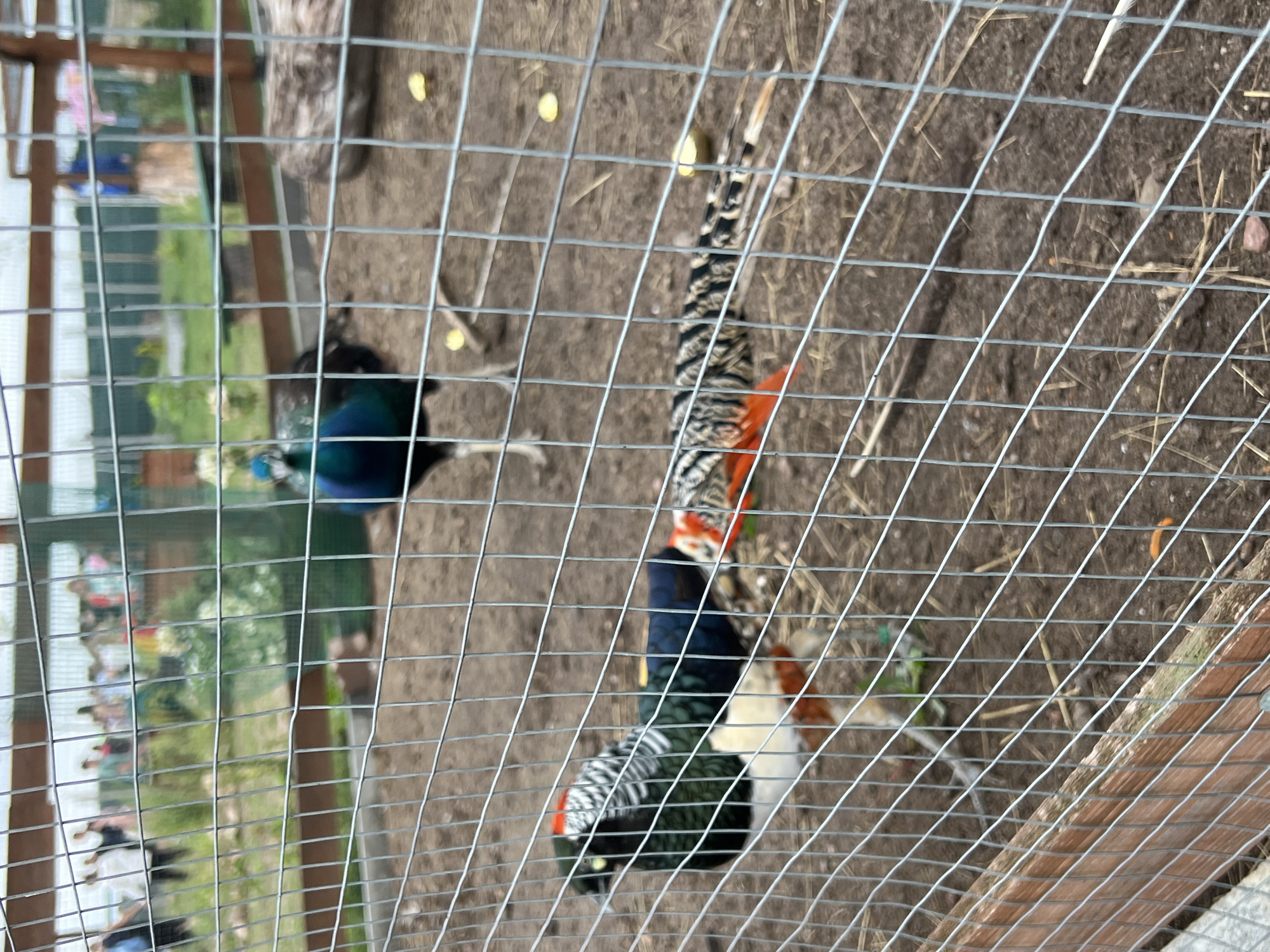 This image depicts an outdoor aviary enclosure, likely within a zoological park or sanctuary, with a portion of the Bujenka, Poland landscape visible in the background. The foreground is dominated by a wire mesh fence, partially obscuring the scene within. Inside the enclosure, two pheasants are clearly visible. The one in the foreground is a colorful male, displaying black, green, white, and orange plumage, with distinctive red wattles around its eyes and a crest of white feathers on its head. Behind it, another pheasant is partially visible, with a long, patterned tail. In the background, a peacock with iridescent blue and green feathers is standing. Beyond the enclosure, several people are faintly visible, suggesting visitors to the facility. The ground within the aviary is a mix of dirt and straw, with scattered pieces of what appear to be food items, possibly apple slices. The overall environment suggests a controlled, naturalistic setting designed for the observation of avian species.