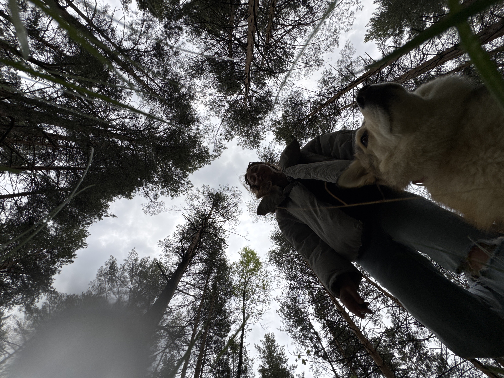 The image is taken from a low-angle perspective looking upwards in what appears to be a forest, likely located in Прикамский, Russia, given the prompt's instructions. The sky is overcast with grey clouds. Tall, thin trees surround the scene, their branches reaching towards the sky. A person is standing above the camera, partially obscuring the view. The person is wearing a jacket and jeans. A dog is also present, positioned close to the camera. The lens is slightly obscured by a wet blotch in the lower left corner.