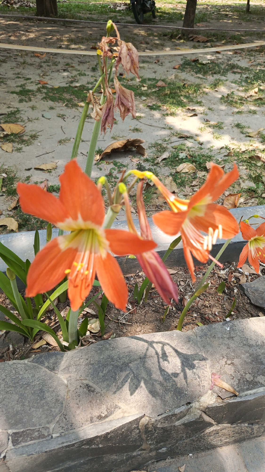 In Babadan, Indonesia, an outdoor scene captures a close-up view of several orange lilies in a garden bed. The foreground features a stone border, with shadows of the flowers cast upon it. The lilies, in various stages of bloom and decay, showcase vibrant orange petals with white and yellow accents. Green leaves and stems are visible, interspersed with dry leaves and dirt on the ground. In the background, a dirt path with sparse green grass and scattered dry leaves suggests a park or natural area. A tree trunk and a portion of a motorcycle are also visible in the distance. The lighting indicates a sunny day, with the sun casting strong shadows.