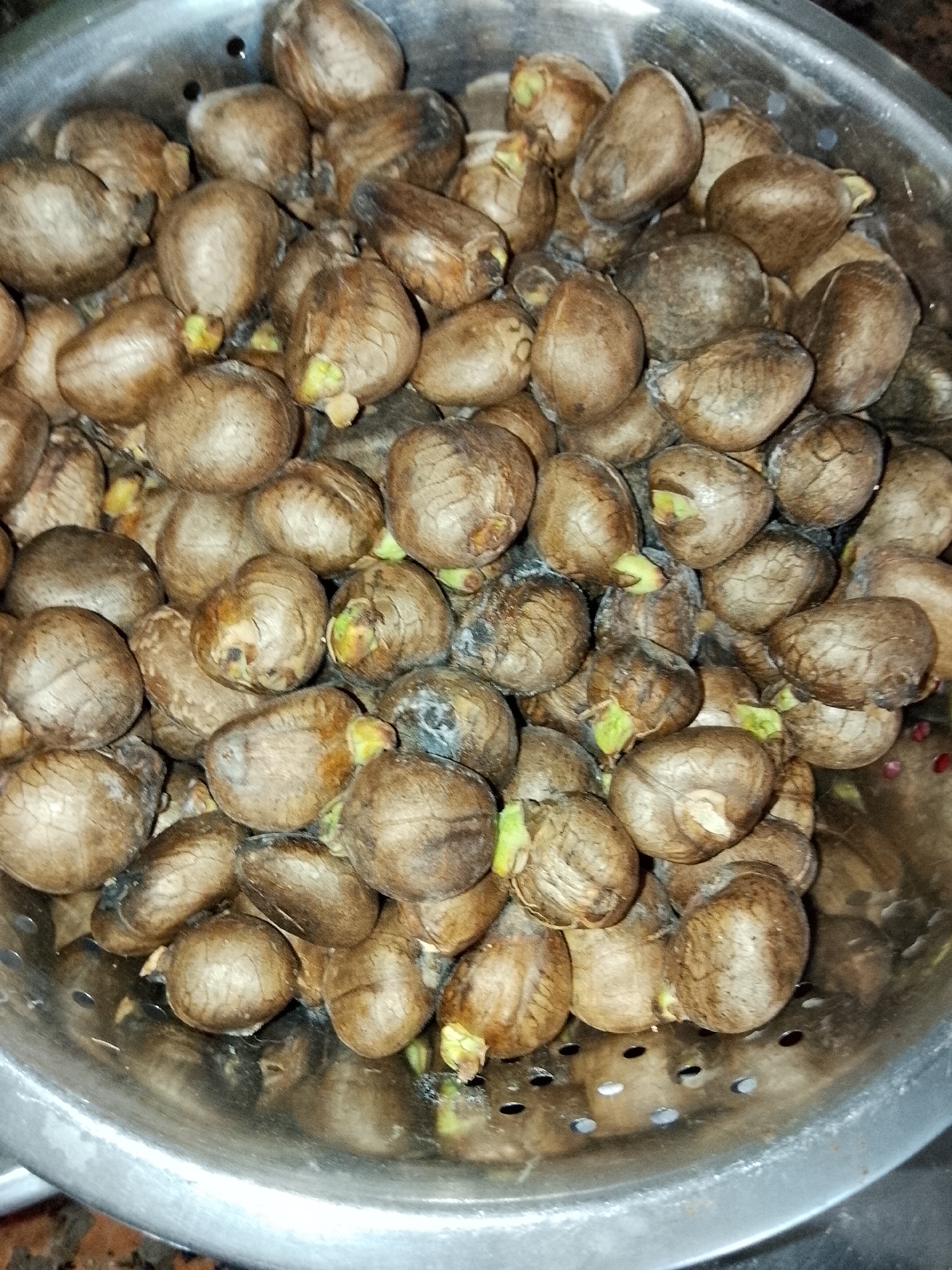 The image provides a close-up, top-down view of numerous brown, oval-shaped seeds, identifiable as betel nuts (Areca catechu), filling a metallic colander. Many of the nuts show small, light green sprouts emerging, indicating germination. The nuts have a slightly textured, dull brown surface and vary in size. The silver-colored colander features visible drainage holes along its bottom and sides. The background is indistinct, suggesting an indoor setting like a kitchen or preparation area. The scene depicts the betel nuts, common in Davao City, Philippines, being cleaned or prepared, possibly for planting or a culinary purpose. No people or text are visible in the image.