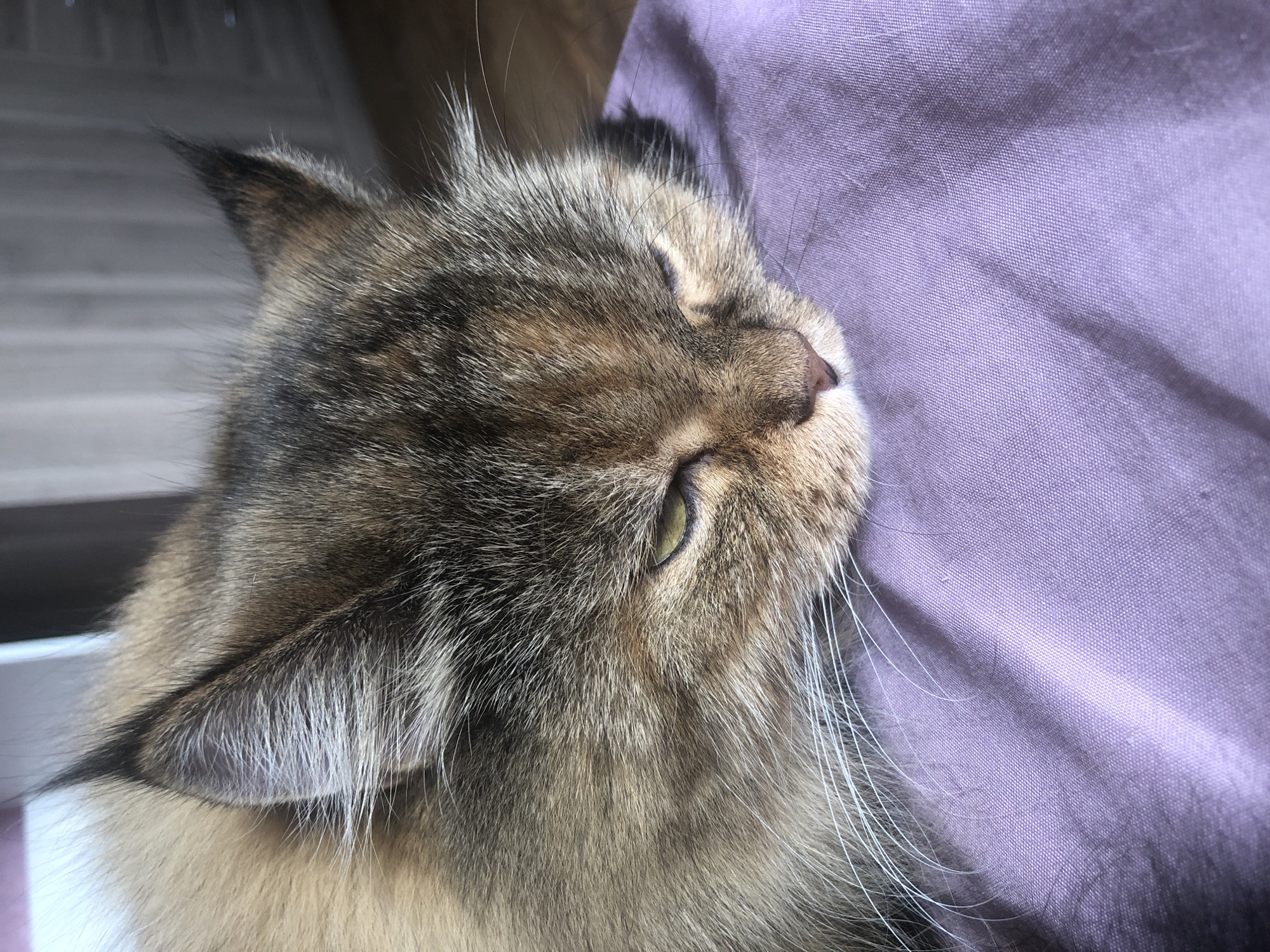 A close-up, eye-level shot shows the head of a cat resting on a creased, lavender-colored fabric. The cat's fur is a mix of brown, black, and tan, with long white whiskers fanning out. The cat's eyes are partially closed, giving it a sleepy or relaxed appearance, and its nose is a dark pinkish-brown. The background is blurred, showing hints of furniture and a wall, suggesting an indoor environment. The lighting appears to be natural, possibly from a window, casting shadows and highlighting the texture of the cat's fur and the fabric. The scene is static and shows no activity.