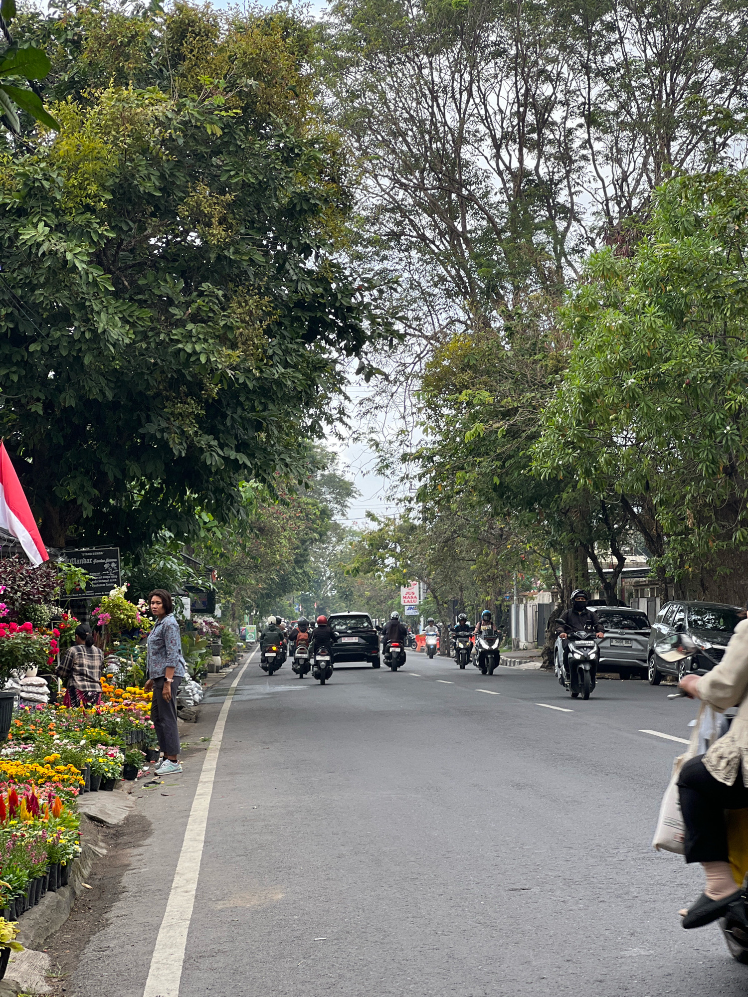 The image depicts a street scene in Denpasar, Indonesia, characterized by a road with moderate traffic and a roadside flower stall. On the left side of the road, a vibrant flower stall displays a variety of colorful potted plants, including red, yellow, and pink flowers. A person in a plaid shirt is partially visible behind the stall, arranging or tending to the flowers. Another person, wearing a blue patterned shirt and dark pants, stands near the edge of the road, looking towards the street.
A large Indonesian flag, red and white, is prominently displayed on a pole behind the flower stall. Tall trees with dense green foliage line both sides of the road, providing shade. The road itself is paved and has a white line marking the lane.
Traffic on the road consists primarily of motorcycles, with several riders wearing helmets. A black car and a silver SUV are also visible in the traffic flow. The sky is overcast, suggesting a cloudy day. The overall atmosphere is that of a busy street in a tropical urban environment, likely a commercial area due to the presence of the flower stall and shops lining the street in the background.