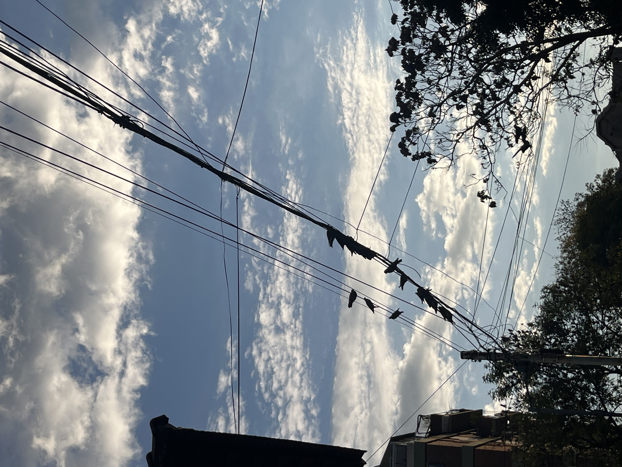 The image is oriented 90 degrees clockwise from a typical upright perspective, depicting a scene looking upwards towards a daytime sky. The upper portion of the frame (which would be the left side in an upright view) is dominated by a bright blue sky streaked with elongated white clouds, suggesting fair weather.
A prominent network of dark utility wires and cables crisscrosses the mid-ground, strongly silhouetted against the bright sky. Numerous small birds are perched along these wires, appearing as dark, indistinct shapes. They are clustered mostly on a thicker main cable that runs horizontally across the upper-mid section of the original image.
On the right side of the image (corresponding to the bottom in an upright view), the dark silhouette of dense tree foliage and branches extends into the frame. Also visible on the far right (bottom) are the dark outlines of rooftops and parts of buildings, along with a utility pole from which some of the wires originate. The strong backlighting indicates that the sun is behind or above the visible elements. No discernible human activity or text is present. The dense overhead wiring and architectural glimpses are typical of urban environments, consistent with streetscapes in Buenos Aires, Argentina.