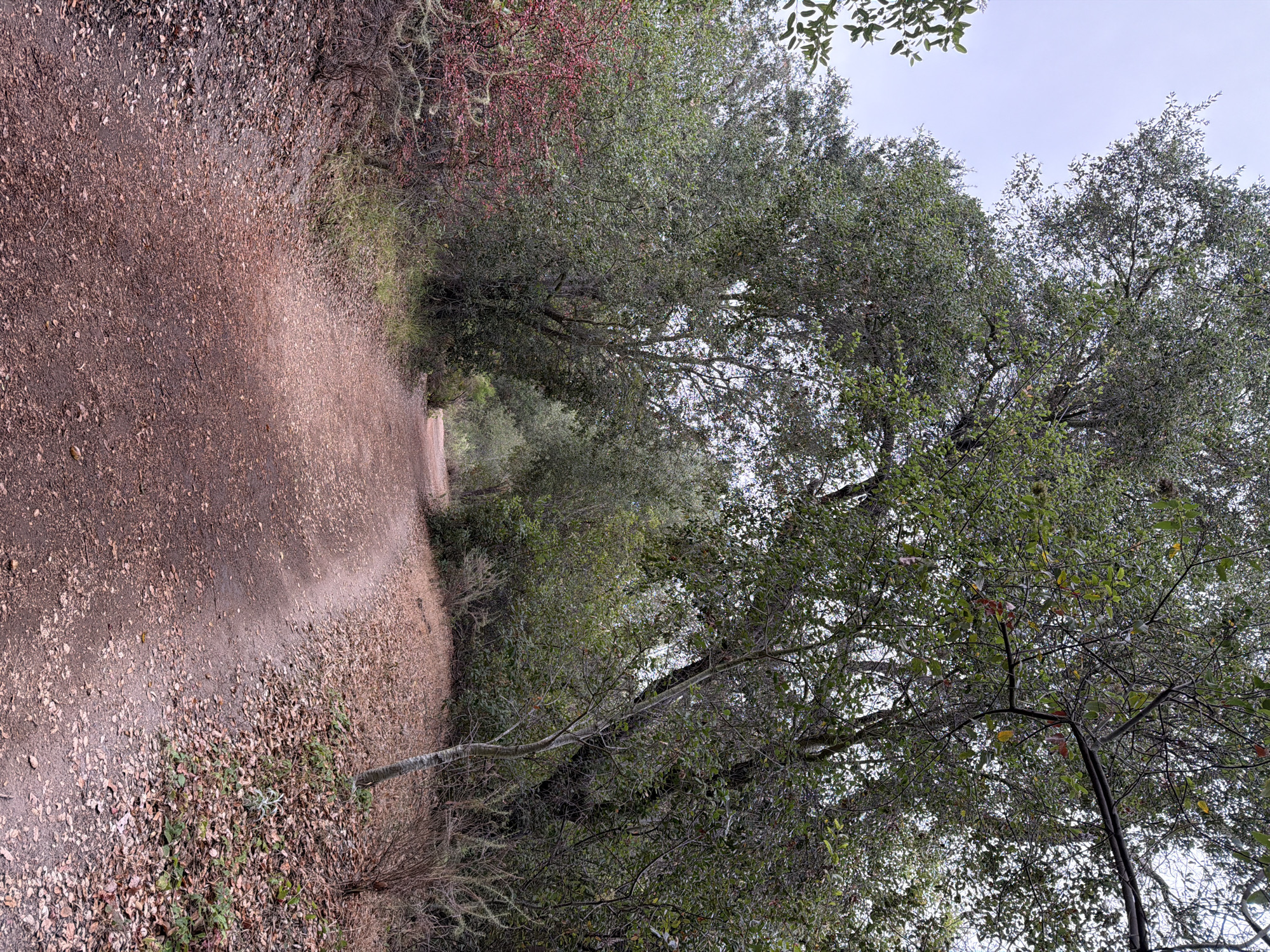 This media file depicts a natural outdoor scene, likely a trail in a wooded area. The path, covered in fallen leaves and dirt, curves gently upwards and to the right, disappearing into the distance. Dense foliage, primarily composed of trees with green leaves, lines the right side of the path. The trees are mature and full, creating a canopy overhead. Some branches are bare, and others are covered in lichen. In the upper left quadrant, there are hints of red foliage from smaller plants or shrubs. The sky above is overcast and a pale white, suggesting a cloudy day. The lighting is diffused, indicating it is likely daytime, possibly morning or late afternoon due to the soft light. There are no people or man-made objects visible besides the trail itself. The scene evokes a sense of tranquility and a connection to nature, typical of a hiking or walking path. The location cues suggest a temperate climate with deciduous trees, consistent with a place like Lake Forest, USA.