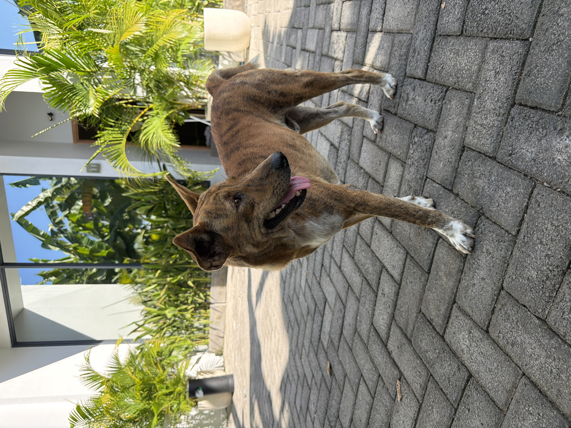 A brindle-colored dog with white paws stands on a paved walkway in front of a modern building with large glass windows reflecting lush green foliage and a bright blue sky. The dog, with its tongue slightly out, appears alert and is looking to the left. Tall potted plants and landscaping are visible on either side of the walkway, suggesting a tropical setting, consistent with Kuta Selatan, Indonesia. The walkway is constructed of grey interlocking pavers arranged in a herringbone pattern. The building's exterior is white, with a dark door visible in the reflection of the window. The lighting suggests it is daytime, likely morning or late afternoon due to the angle of the shadows cast on the pavement.