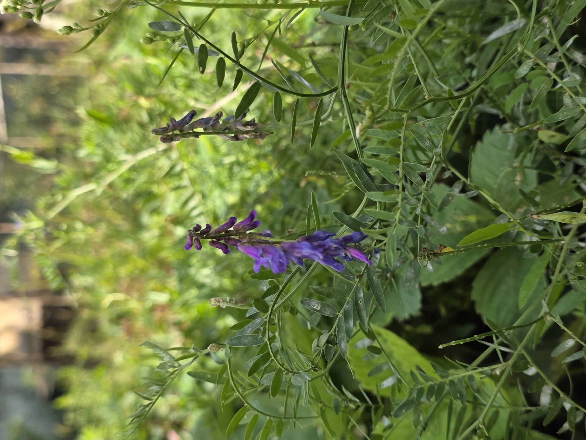 This is a close-up, eye-level outdoor shot of purple vetch flowers with green foliage and a blurred background. The vetch is in bloom, with two prominent flower spikes. The plant is leafy and appears to be growing in a natural setting, possibly a garden or a wild area, with the soft focus of the background suggesting trees or other vegetation. The image composition focuses on the delicate beauty of the flowers and leaves, with the blurred background providing context without distraction. The location is specified as Речицы, Russia.