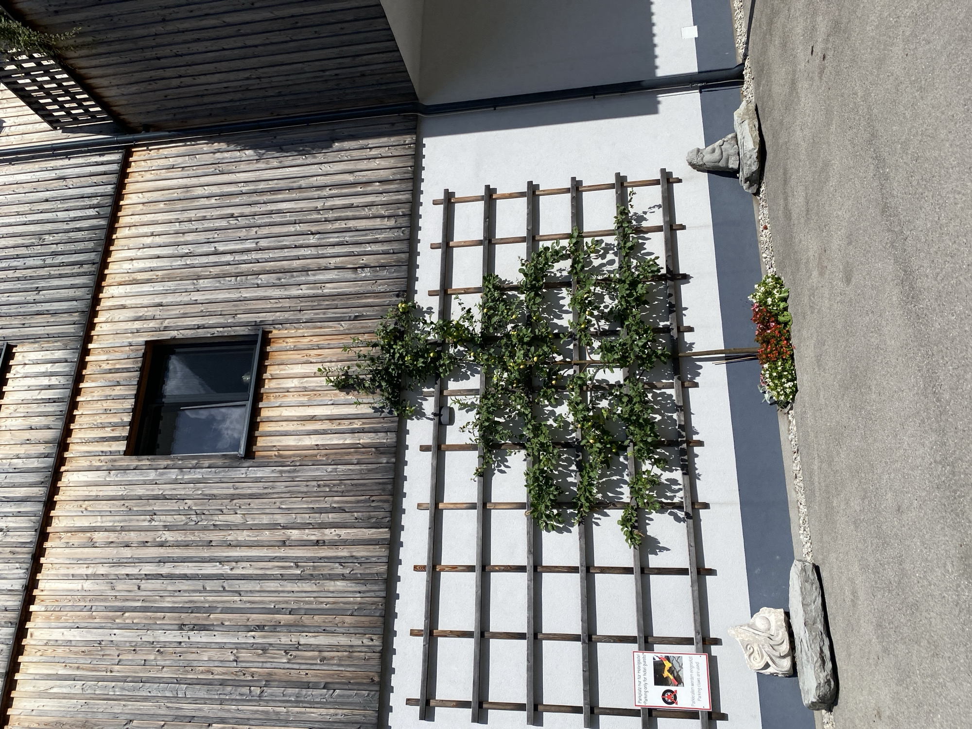 A trellised tree with green leaves and small yellow fruits grows against a white wall in front of a wooden-clad building. The wall features a grid of horizontal and vertical wooden beams. To the left, a red and white sign displays text in German and English, indicating "Parking only for hotel guests." Below the sign are two stone sculptures, one abstract and one of a seated figure. A planter with red and white flowers is positioned to the right of the sculptures, near the base of the building. The ground is paved with concrete. The scene is bathed in bright sunlight, casting shadows.