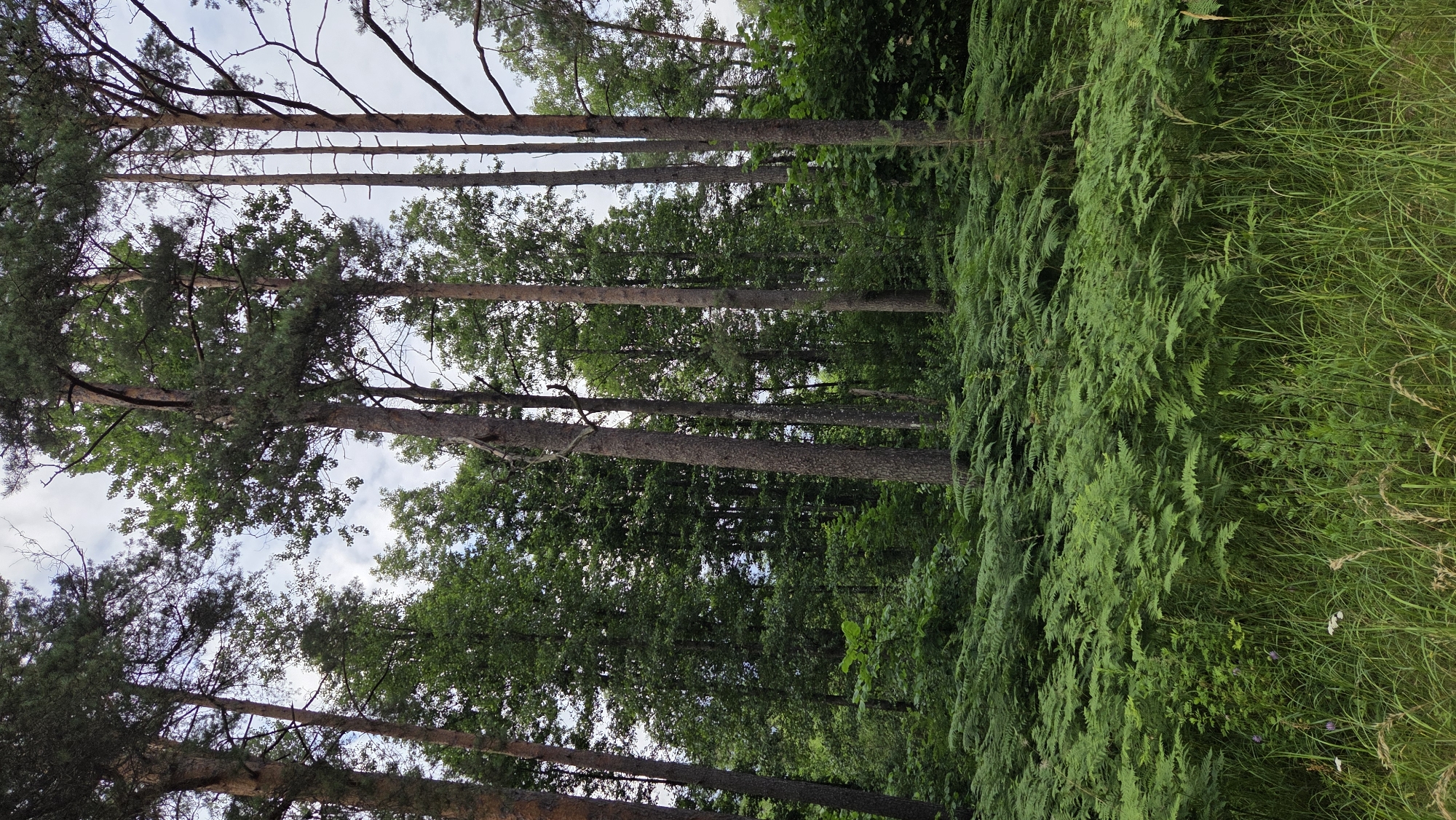The image depicts a forest scene, likely in Cekule, Latvia. Tall, slender pine trees with sparse branches dominate the left side of the frame, their trunks extending upwards towards a partly cloudy sky. The forest floor is densely covered with vibrant green ferns and tall grasses on the right, creating a lush undergrowth. The lighting suggests it is daytime, possibly late afternoon given the soft light filtering through the trees. The overall impression is one of a tranquil, natural environment. There are no people, objects, or visible text in the image.