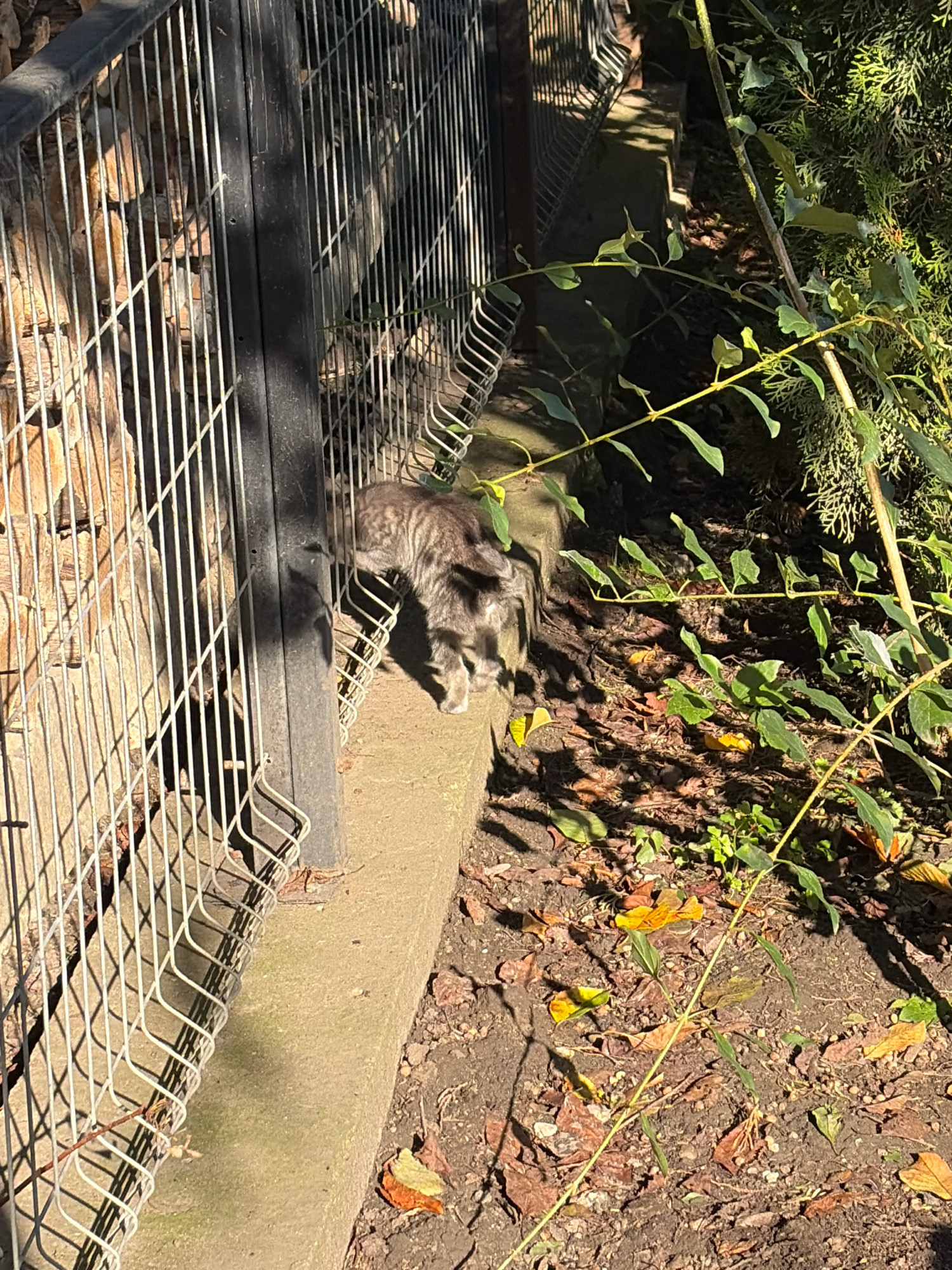 An adult, grey tabby cat is pictured on a concrete ledge next to a chain-link fence, with a stone wall behind it. The cat is facing away from the camera, with its tail raised, and appears to be in motion, possibly grooming or stretching. The ground is covered in dry leaves and dirt. The scene is outdoors, with sunlight casting shadows on the ground and fence. The image was taken in Oxentea, Moldova.