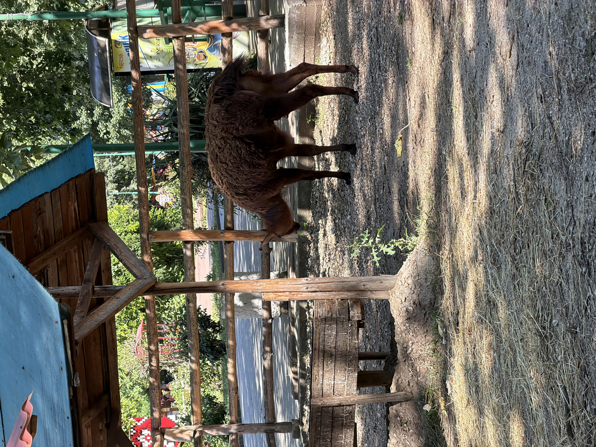 A brown llama is standing in an outdoor enclosure, possibly a zoo or animal park. The llama is facing to the left, with its head down, seemingly grazing or sniffing the ground. The enclosure has a wooden fence and a rustic wooden shelter with a blue roof overhead. The ground is covered with gravel and scattered dry grass or hay. In the background, there are trees and some structures, including what appears to be a vending machine with colorful advertisements. The scene is illuminated by sunlight, casting shadows. The location is identified as the Zoo of Pazardzhik, Bulgaria.