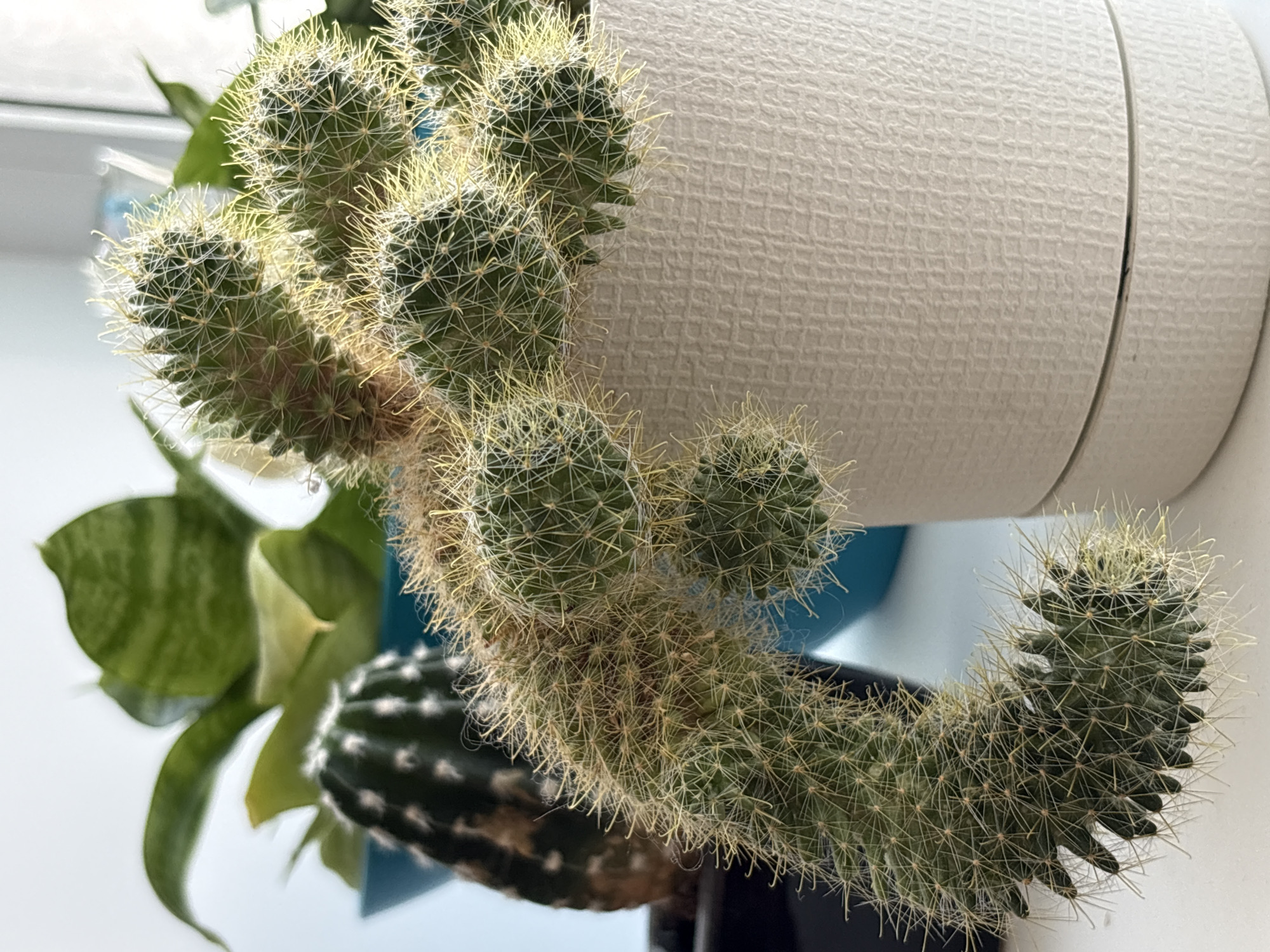 A close-up shot of a cactus plant is presented, featuring a branching structure with numerous globular segments covered in fine, white spines. The cactus is positioned in a pot, partially obscuring another darker, ribbed cactus in the background. To the left, the leaves of a snake plant are visible. The setting appears to be indoors, with a glimpse of a white wall and possibly a window in the background. A textured, cylindrical object, possibly a pot or container, is situated behind the cactus, suggesting a domestic setting. The location is identified as Прикамский, Russia.
