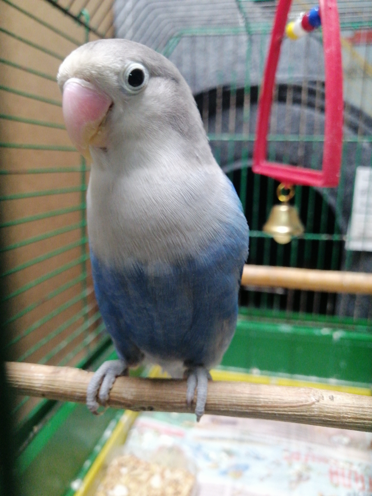 A lovebird is perched on a wooden dowel inside a cage. The bird has light gray feathers on its head and chest, transitioning to a darker blue on its lower body. Its beak is pink, and its eye is black. The cage bars are visible in the background, along with a red toy with colorful beads and a small brass bell hanging from it. The floor of the cage appears to be covered with bedding material. The image is taken from a medium distance, with the bird being the primary subject. The environment suggests an indoor setting, likely a home or pet store. There is no discernible information about the location being Kremenchuk, Ukraine.