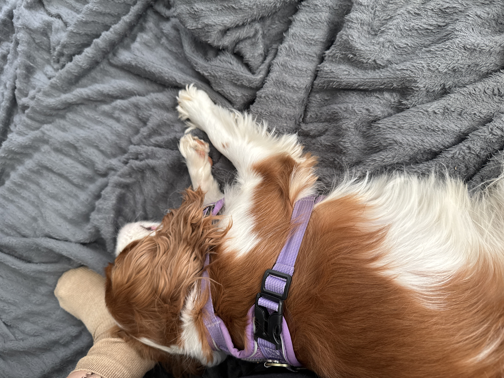 A Cavalier King Charles Spaniel dog is lying on its side on a grey, fuzzy blanket. The dog has brown and white fur and is wearing a purple harness. The dog's front paws are visible, and one paw appears to be bandaged. A beige sock or fabric is visible near the dog's head. The background is a soft, grey blanket with visible texture.