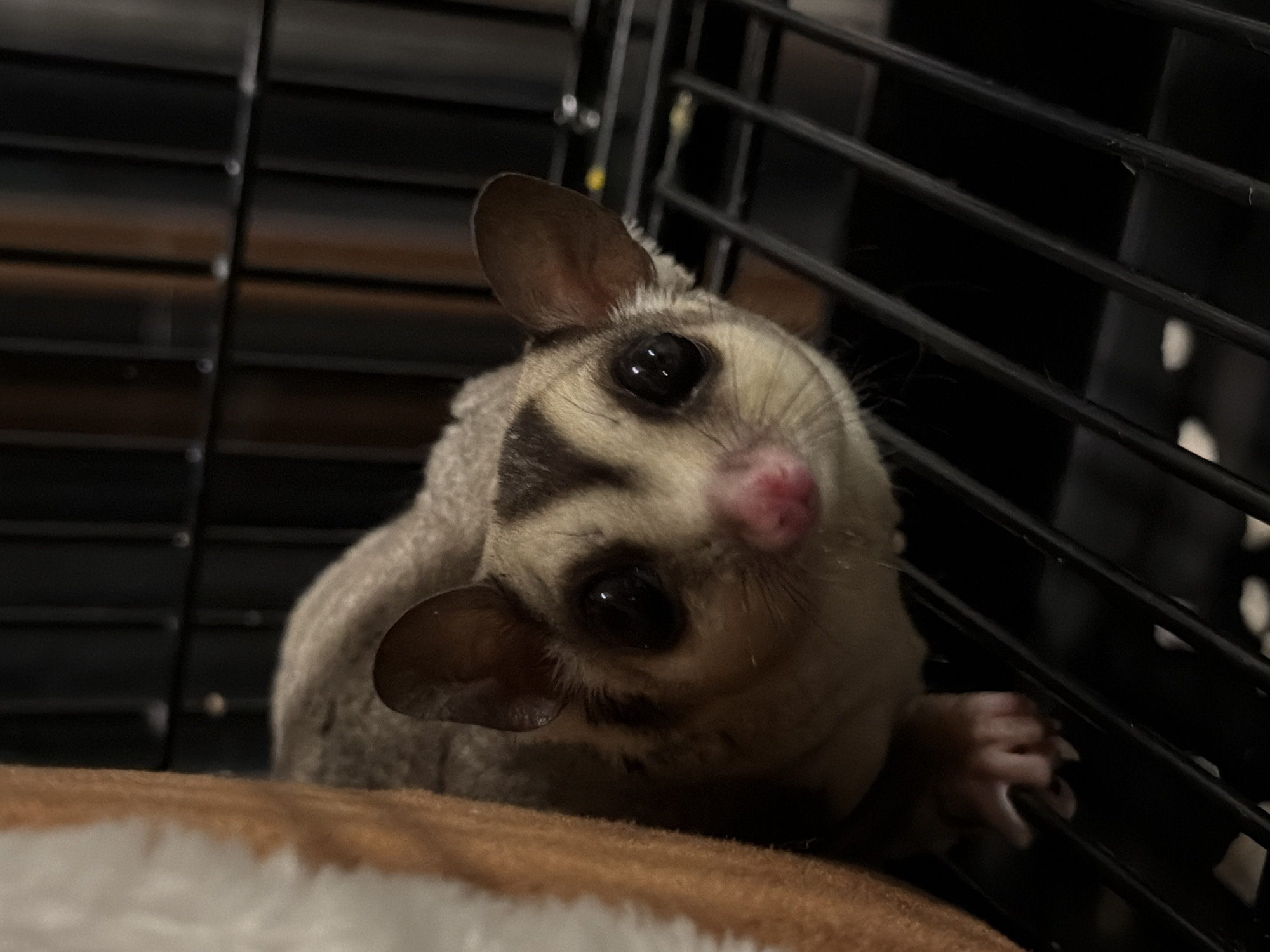 A close-up, eye-level shot shows a sugar glider peeking out from behind a fluffy brown object, likely bedding or a pouch, within a black metal cage. The sugar glider's face is the primary focus, with its large, dark eyes and small pink nose prominent. Its fur is gray and white with dark stripes across its head and down its back. Its ears are perked up, and its front paws are visible, resting on the cage's metal grate. The background is dark and blurry, with vertical bars of the cage and some out-of-focus lights. The lighting is dim, creating shadows and highlighting the sugar glider's features. There is no indication of the location being in Bangkok, Thailand, or any city for that matter.