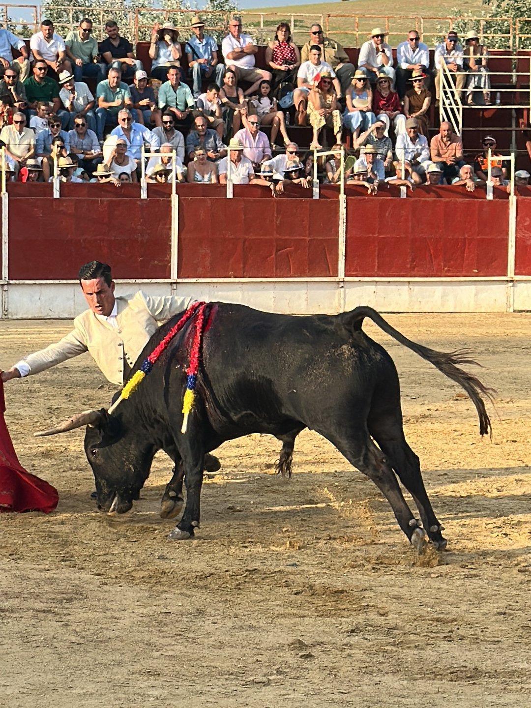 A bullfight unfolds in an arena in San José del Valle, Spain. A black bull with colorful decorations on its back confronts a matador in a light-colored suit, who holds a red cape. Behind them is a red wall, and spectators fill the stands. The ground is sandy.