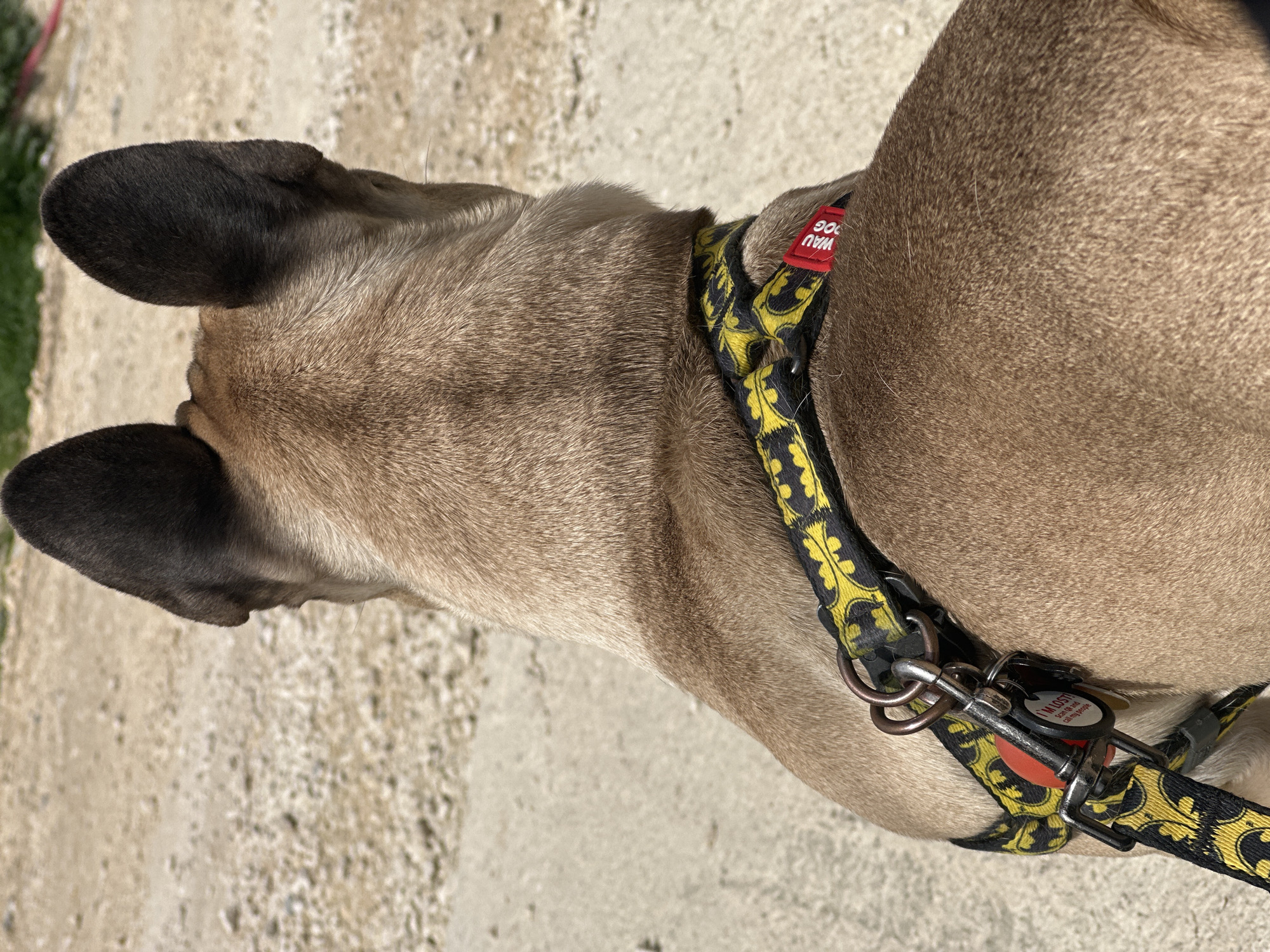 The image depicts a close-up view of a dog's neck and head. The dog has short, tan fur, with black ears. It is wearing a black and yellow Batman-themed harness. The harness has metal rings and clips. A tag is attached to the harness. The background is a light-colored, textured surface. The location is not determinable from this image.