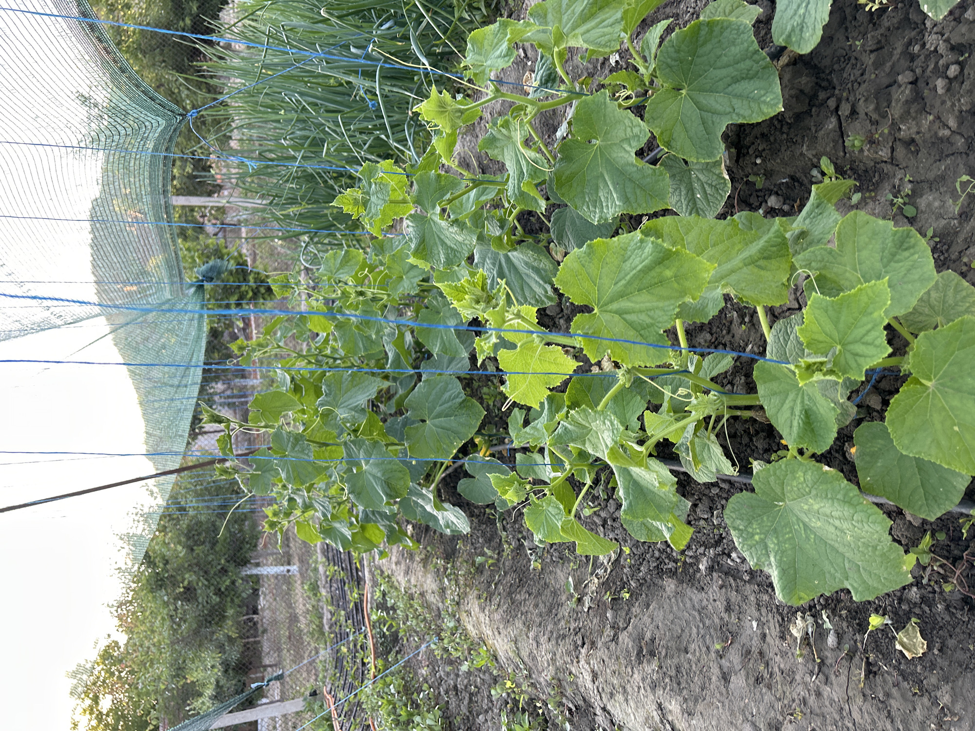The image depicts a row of cucumber plants growing in a garden in Milkovitsa, Bulgaria. The plants are positioned along a blue trellis system covered with green netting. The soil appears dark and slightly cracked. Other plants, potentially onions, are growing in the background, behind the cucumber plants. A metal fence and trees are visible in the far background. The sky appears light and overcast. The image is taken from a ground-level perspective.
