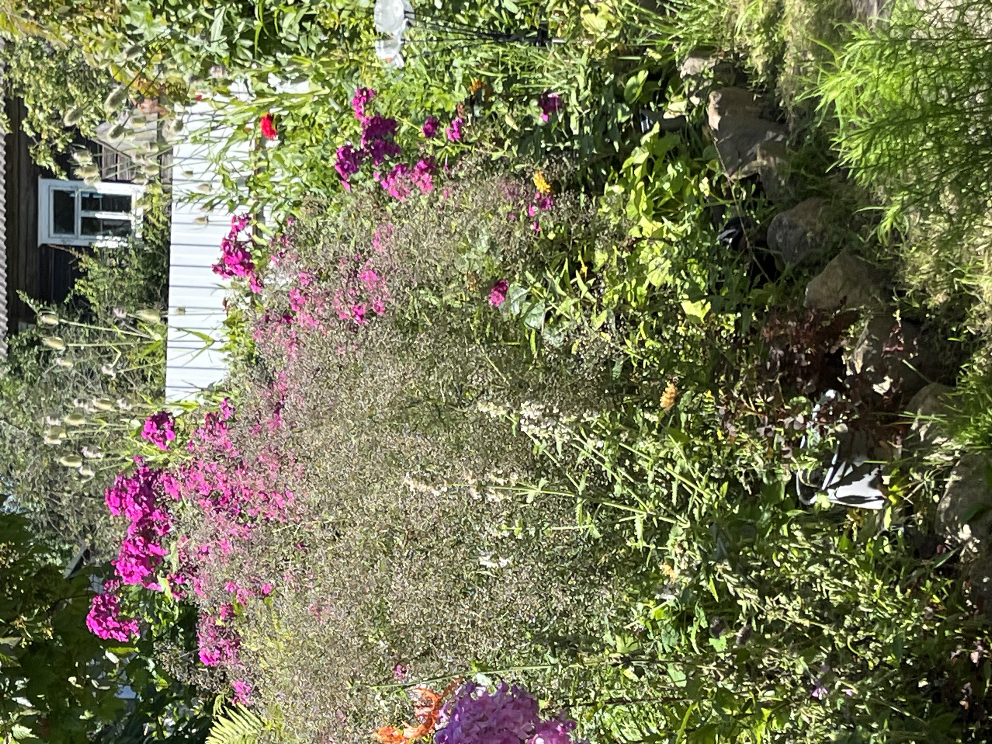 The image captures a vibrant garden scene in Дунілавіцкі сельскі Савет, Belarus, bathed in bright sunlight. In the foreground, a profusion of pink phlox flowers dominates, interspersed with delicate, feathery greenery and the occasional purple hydrangea. Behind this floral display, a white picket fence separates the garden from a rustic wooden building with a prominent window. The building appears to be a house, with dark siding and white trim around the window. Tall, dried seed heads of plants, possibly teasels, rise above the fence, adding a natural, untamed element to the landscape. The ground is covered in lush green grass and scattered rocks, with a small, dark watering can visible amongst the foliage on the right side. The overall impression is one of a well-loved, overgrown garden, evoking a sense of rural charm and natural beauty.