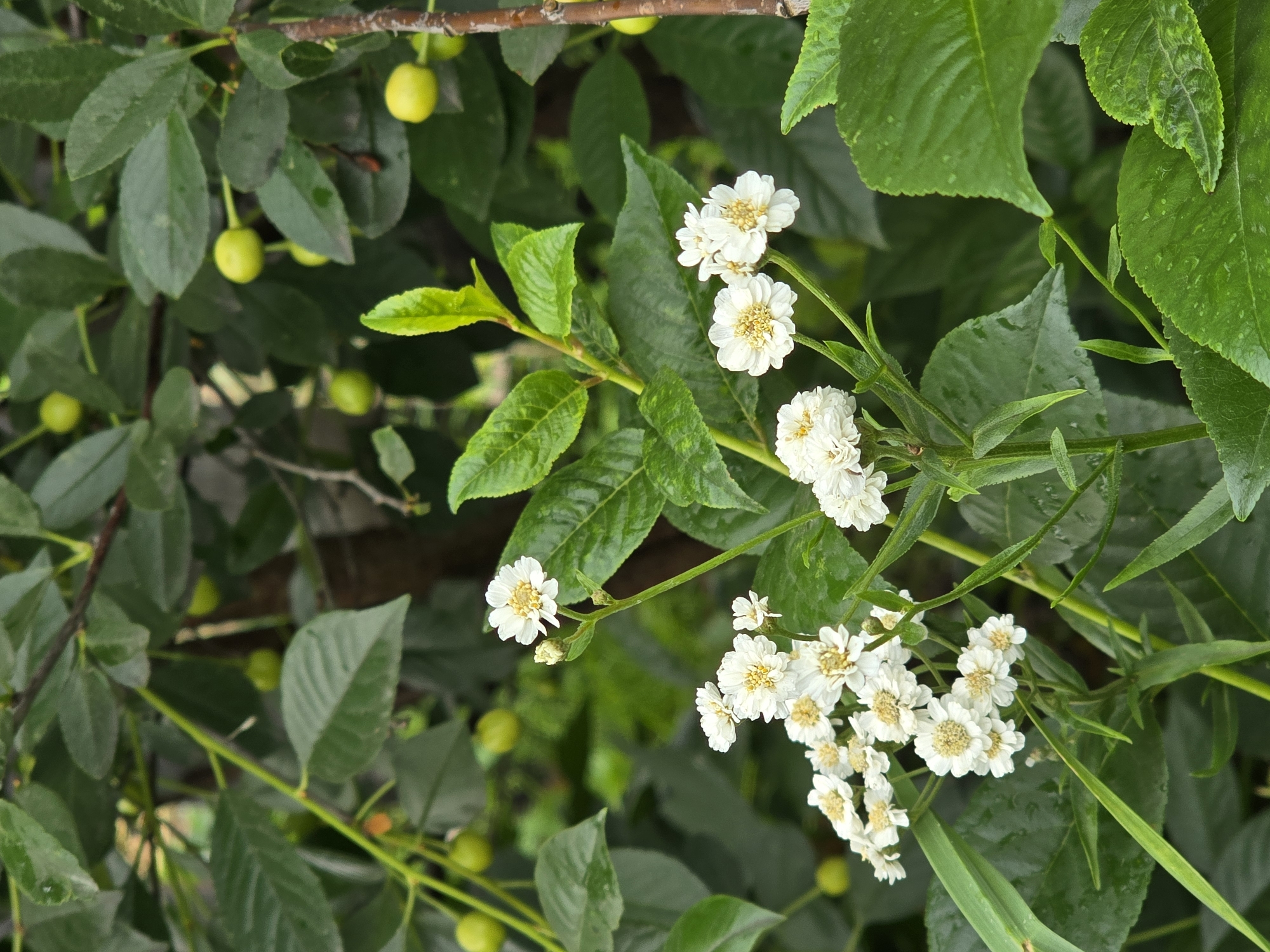 A close-up, vertical, outdoor, daytime shot showcases a cluster of small white flowers with yellow centers, blooming on a thin green stem. The flowers are in sharp focus, positioned in the lower center of the frame. Surrounding them are abundant dark green leaves and unfocused, pale green cherry-like fruits hanging from branches. The background is a dense foliage of leaves and branches, suggesting a garden or natural setting. The lighting appears soft and diffused, indicating an overcast day or shade. There are no people or animals visible in the image. The scene is devoid of any urban elements, and there is no indication of the location being within the city of Ермолаево, Russia.