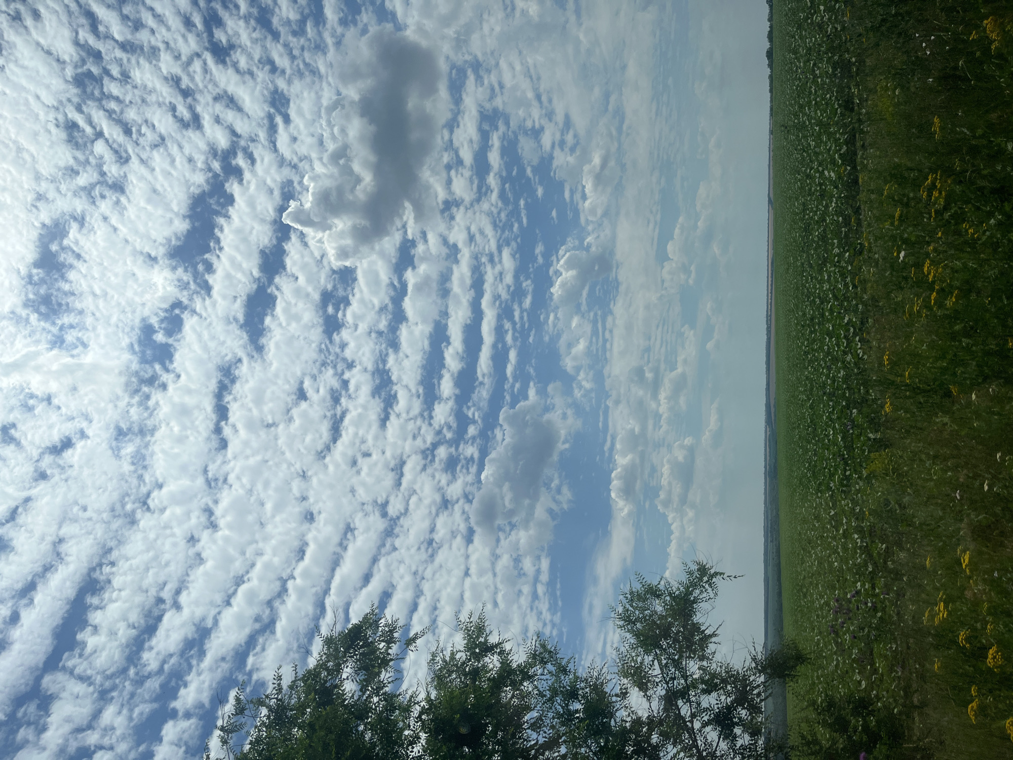This is a landscape photograph taken in Surs'ko-Lytovs'ke, Ukraine. The image is oriented vertically. The upper portion of the image is dominated by a sky filled with a pattern of white, rippling clouds against a pale blue background. These clouds appear to be arranged in rows or waves. In the lower part of the frame, a dense green field stretches towards the horizon. The field is dotted with small white and yellow flowers, suggesting a wild or uncultivated area. The top edge of the field is lined with trees, whose dark green foliage contrasts with the lighter green of the field. The overall impression is of a rural, natural setting on a bright day. The lighting suggests it is daytime, likely mid-morning or afternoon. The weather appears to be clear with scattered clouds. There is no visible text in the image.