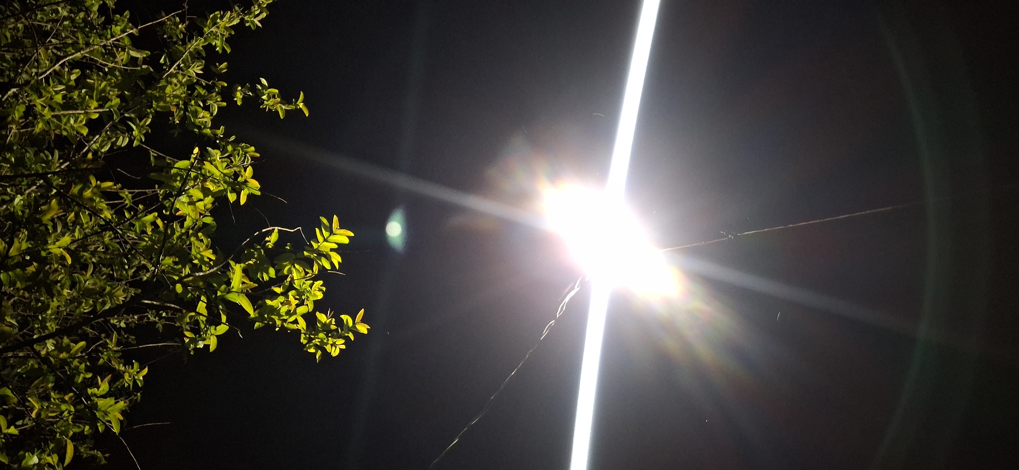 The image depicts a close-up view of tree branches with vibrant green leaves illuminated by a bright artificial light source against a dark background. A horizontal fluorescent light bar is visible, emitting a powerful glow that causes lens flare and streaks of light across the frame. In the distance, a diffuse circular light, possibly another light source or a reflection, is present. Fine, thin wires or strings are suspended in the air, crisscrossing the scene. The environment appears to be outdoors at night, with the foliage suggesting a natural setting within the city of Vallecito, Venezuela. No people are present in the image.